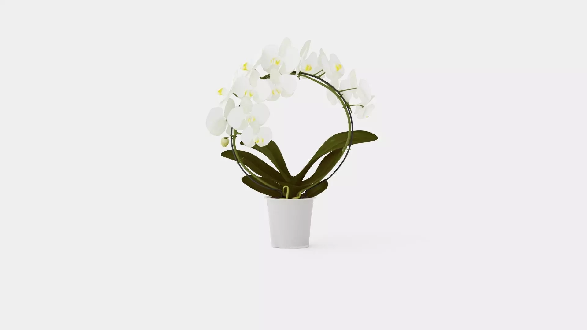 Phalaenopsis hybrid bow white Low-poly 3D model_0