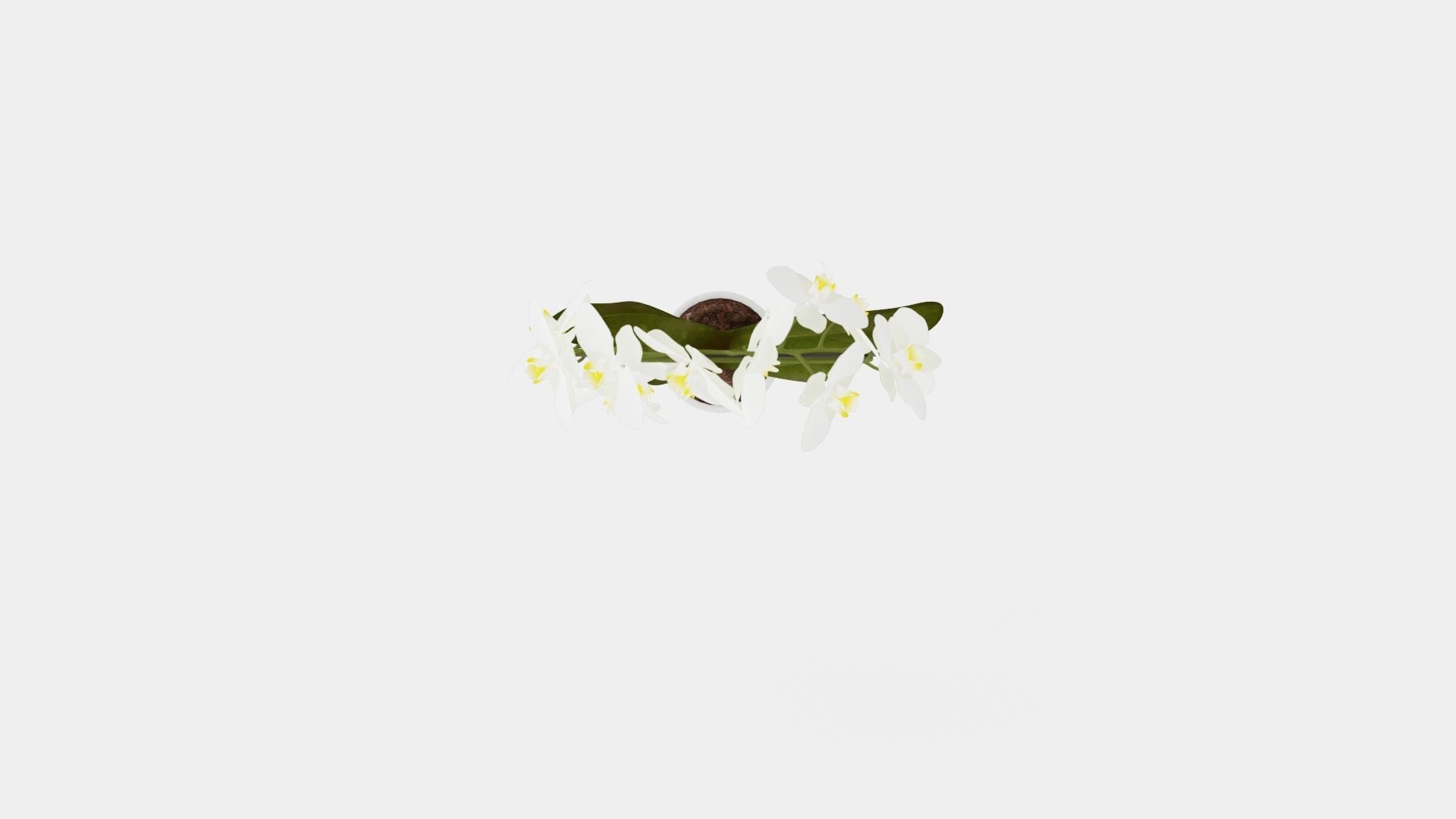 Phalaenopsis hybrid bow white Low-poly 3D model_5