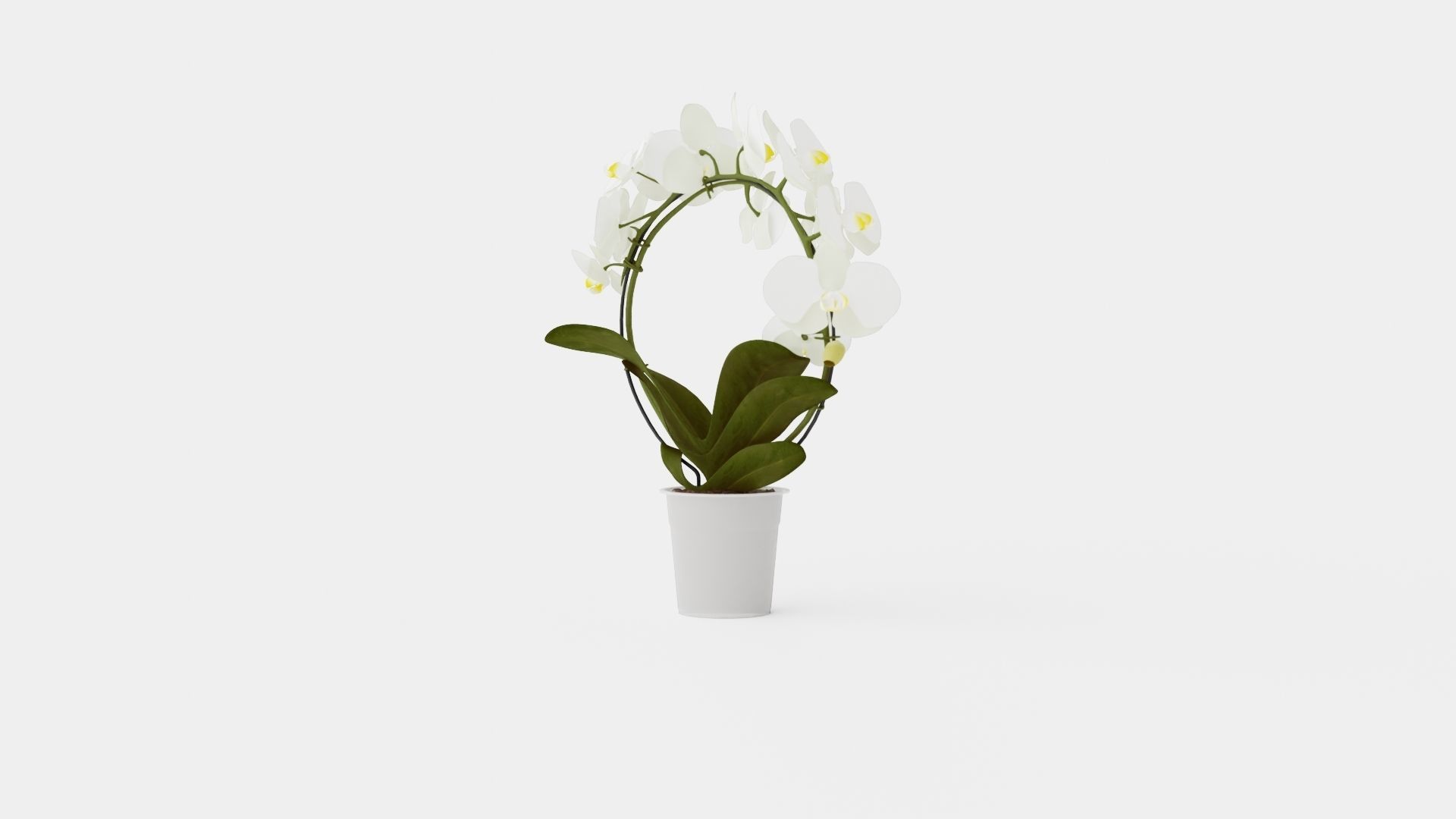 Phalaenopsis hybrid bow white Low-poly 3D model_3