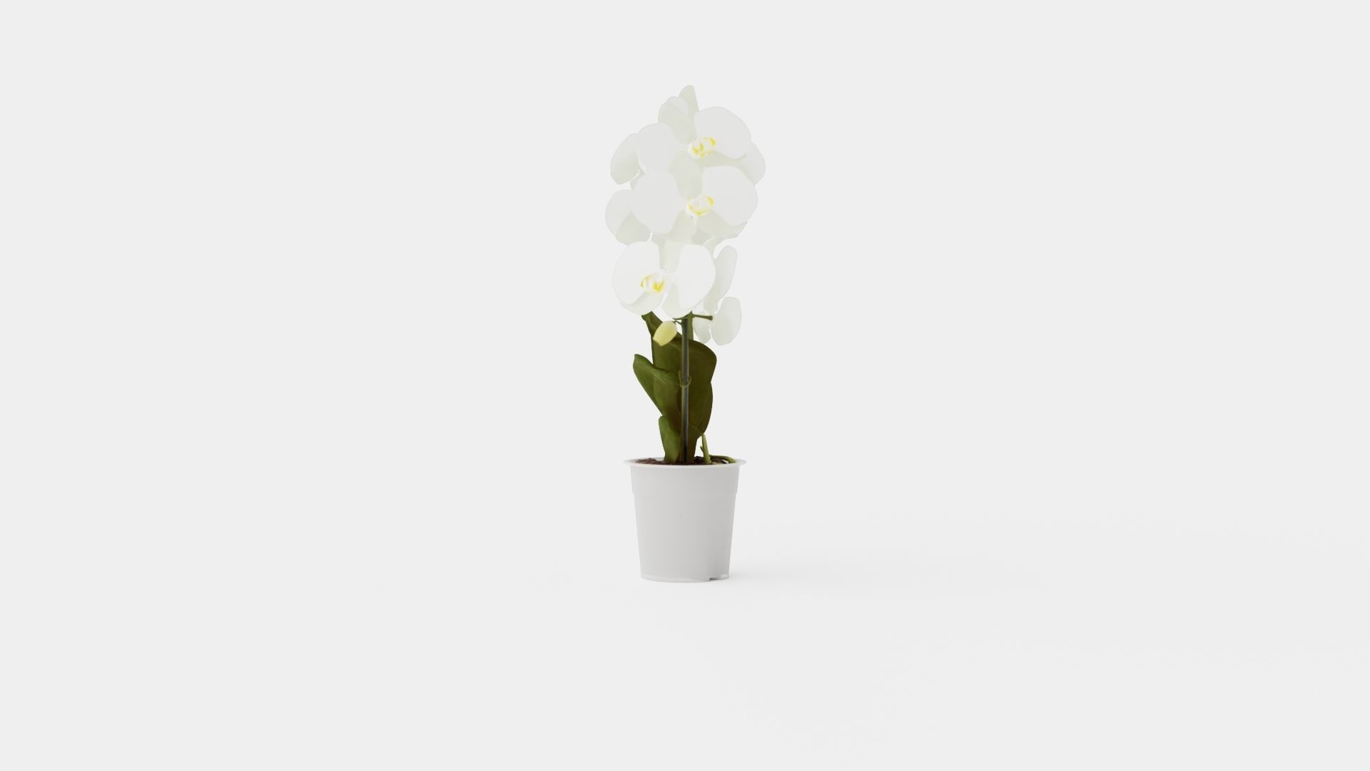 Phalaenopsis hybrid bow white Low-poly 3D model_2