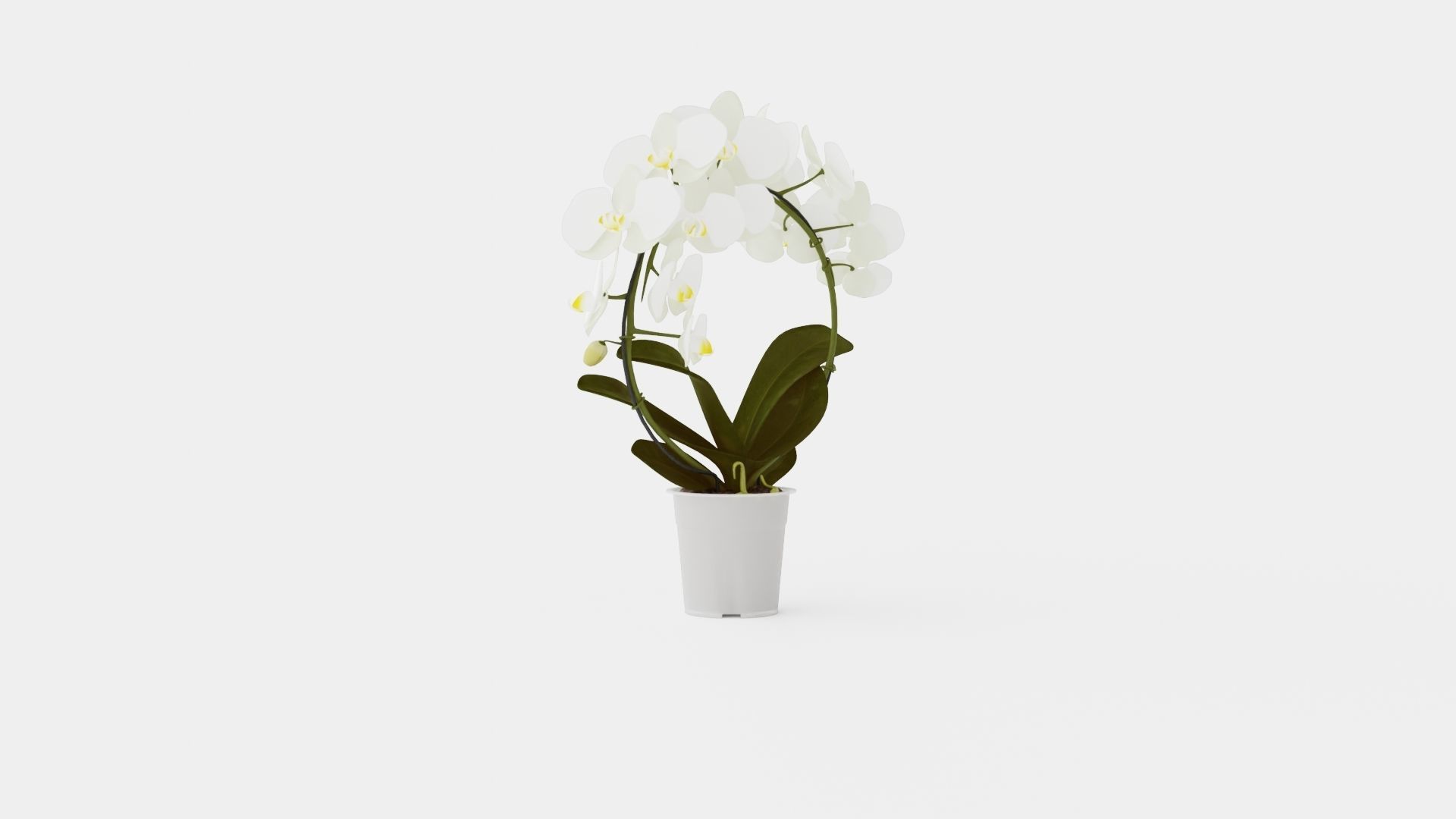 Phalaenopsis hybrid bow white Low-poly 3D model_1