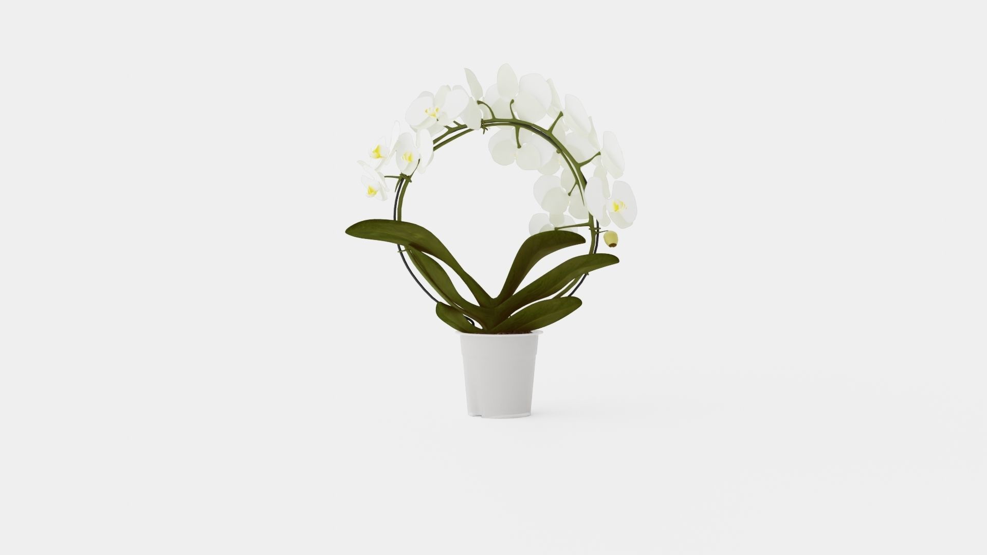 Phalaenopsis hybrid bow white Low-poly 3D model_4