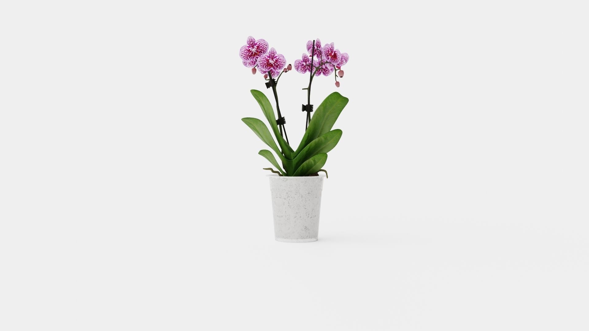 Phalaenopsis hybr 15 mini flower mix Low-poly 3D model_4