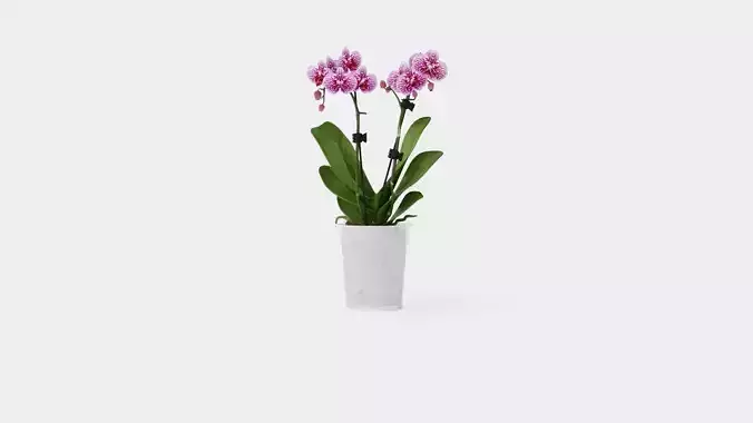 Phalaenopsis hybr 15 mini flower mix Low-poly 3D model