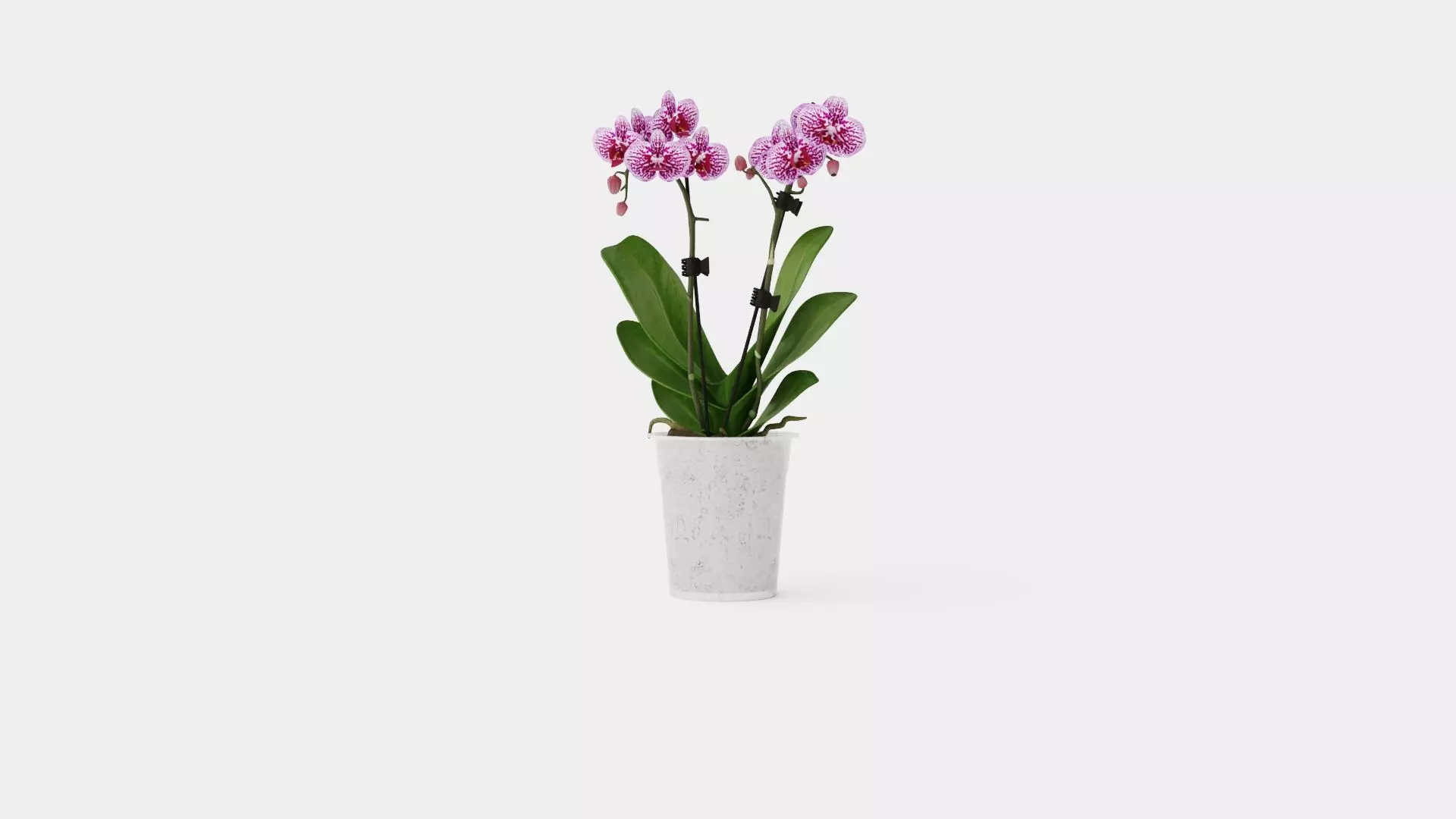 Phalaenopsis hybr 15 mini flower mix Low-poly 3D model_0