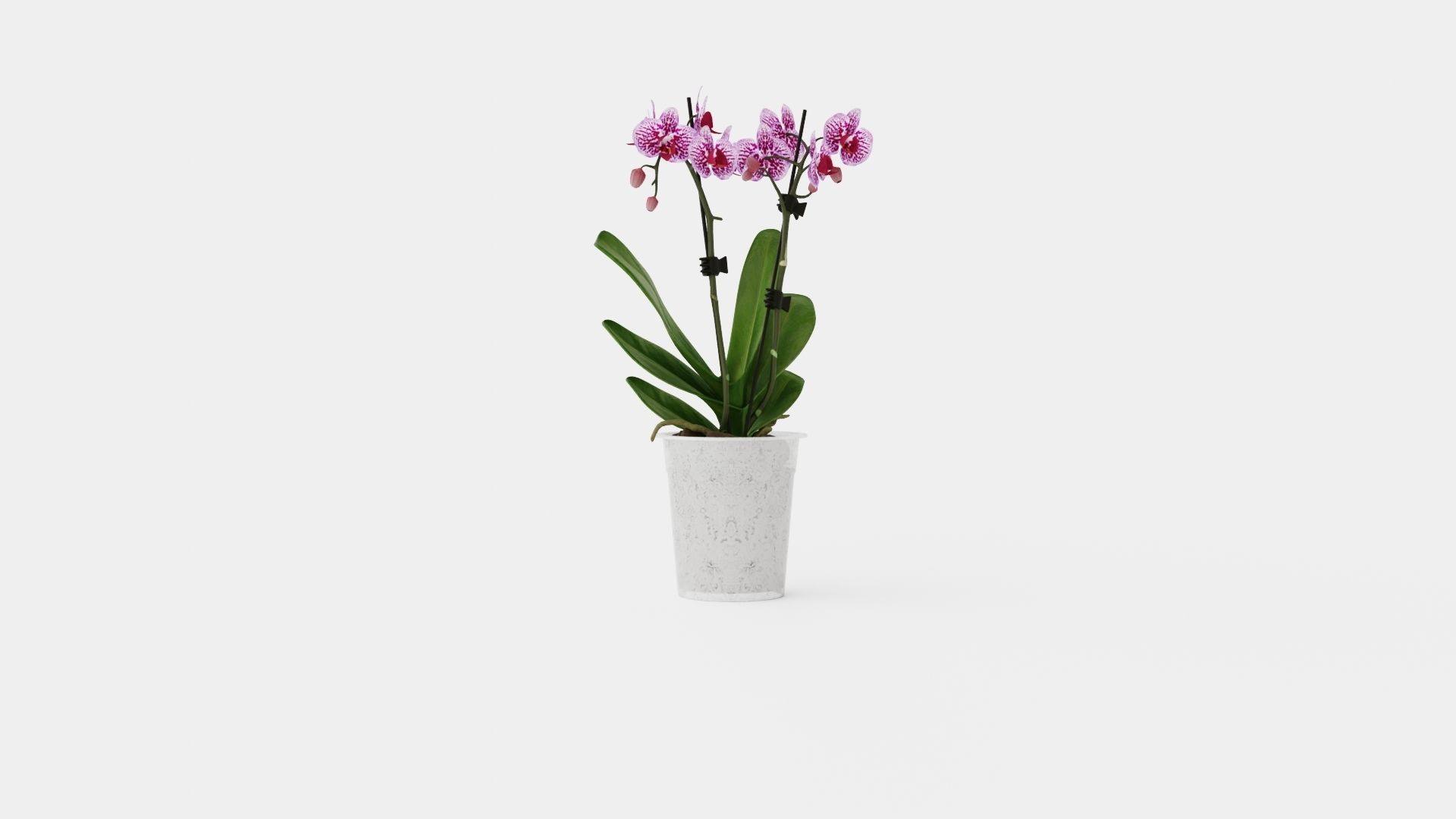 Phalaenopsis hybr 15 mini flower mix Low-poly 3D model_1