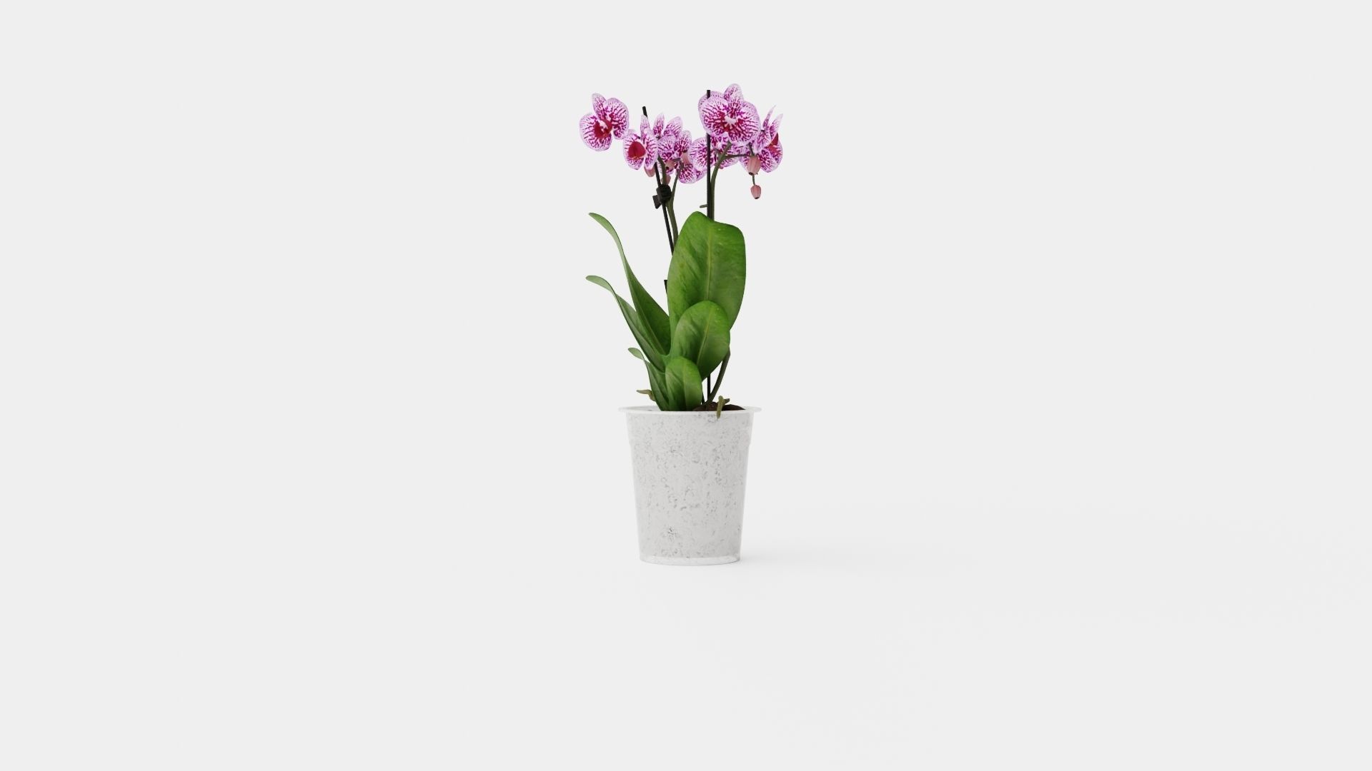 Phalaenopsis hybr 15 mini flower mix Low-poly 3D model_3
