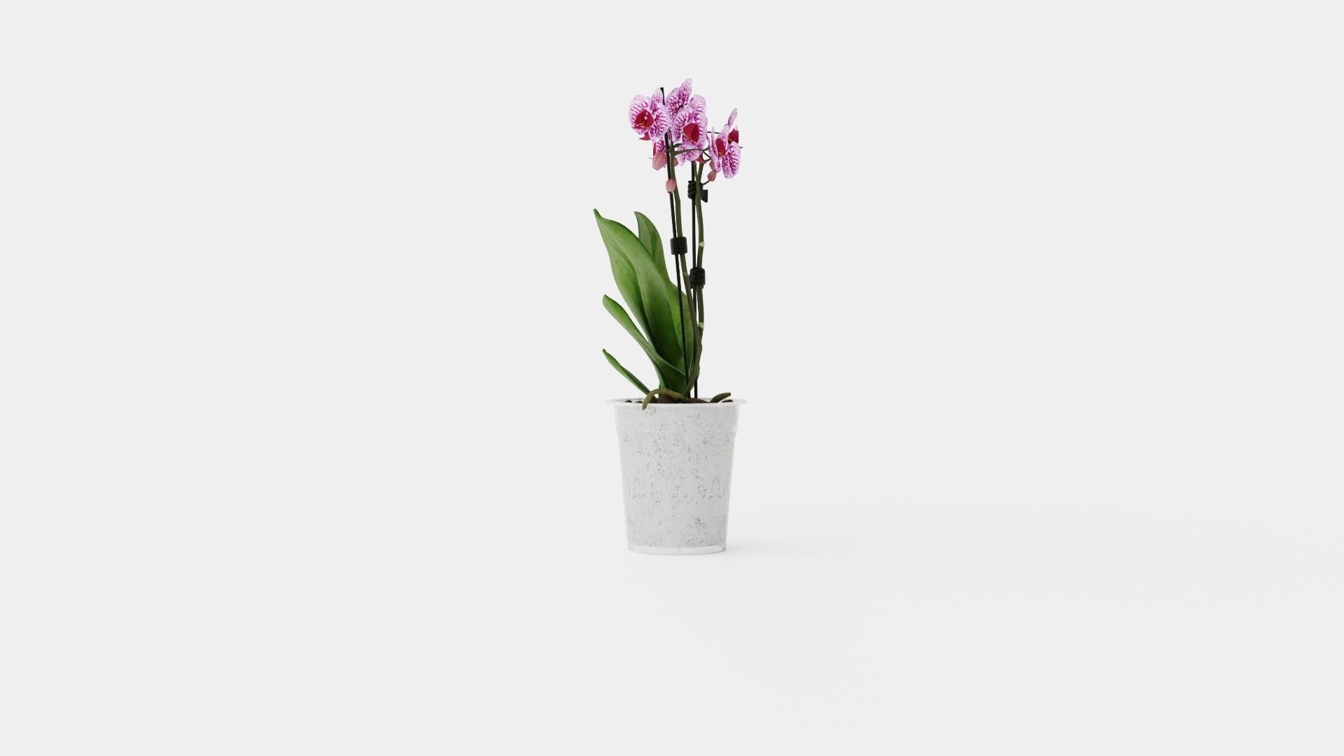 Phalaenopsis hybr 15 mini flower mix Low-poly 3D model_2