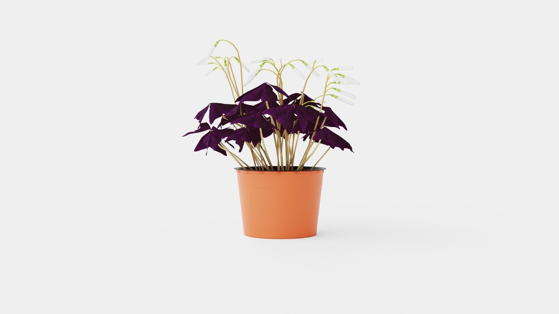 Oxalis triangularis Low-poly 3D model_3