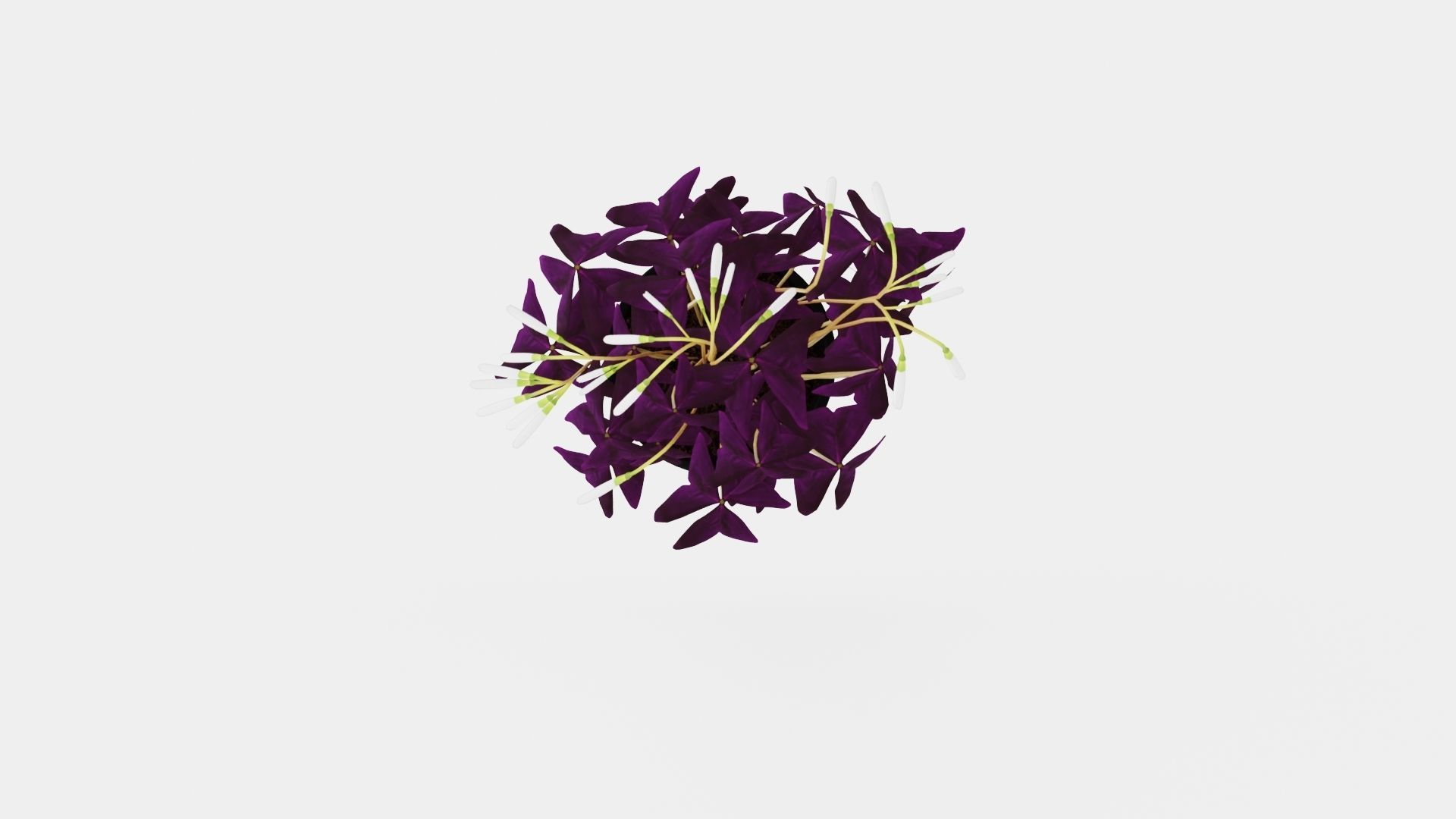 Oxalis triangularis Low-poly 3D model_5