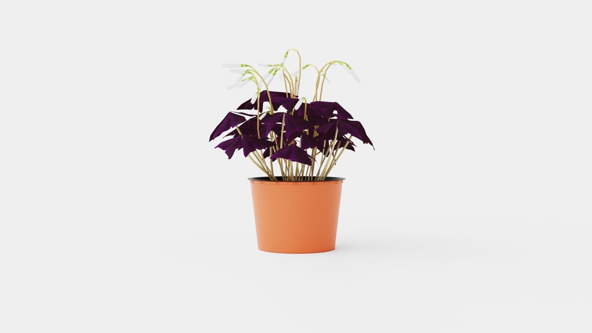 Oxalis triangularis Low-poly 3D model_1