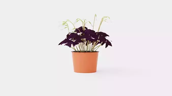 Oxalis triangularis Low-poly 3D model