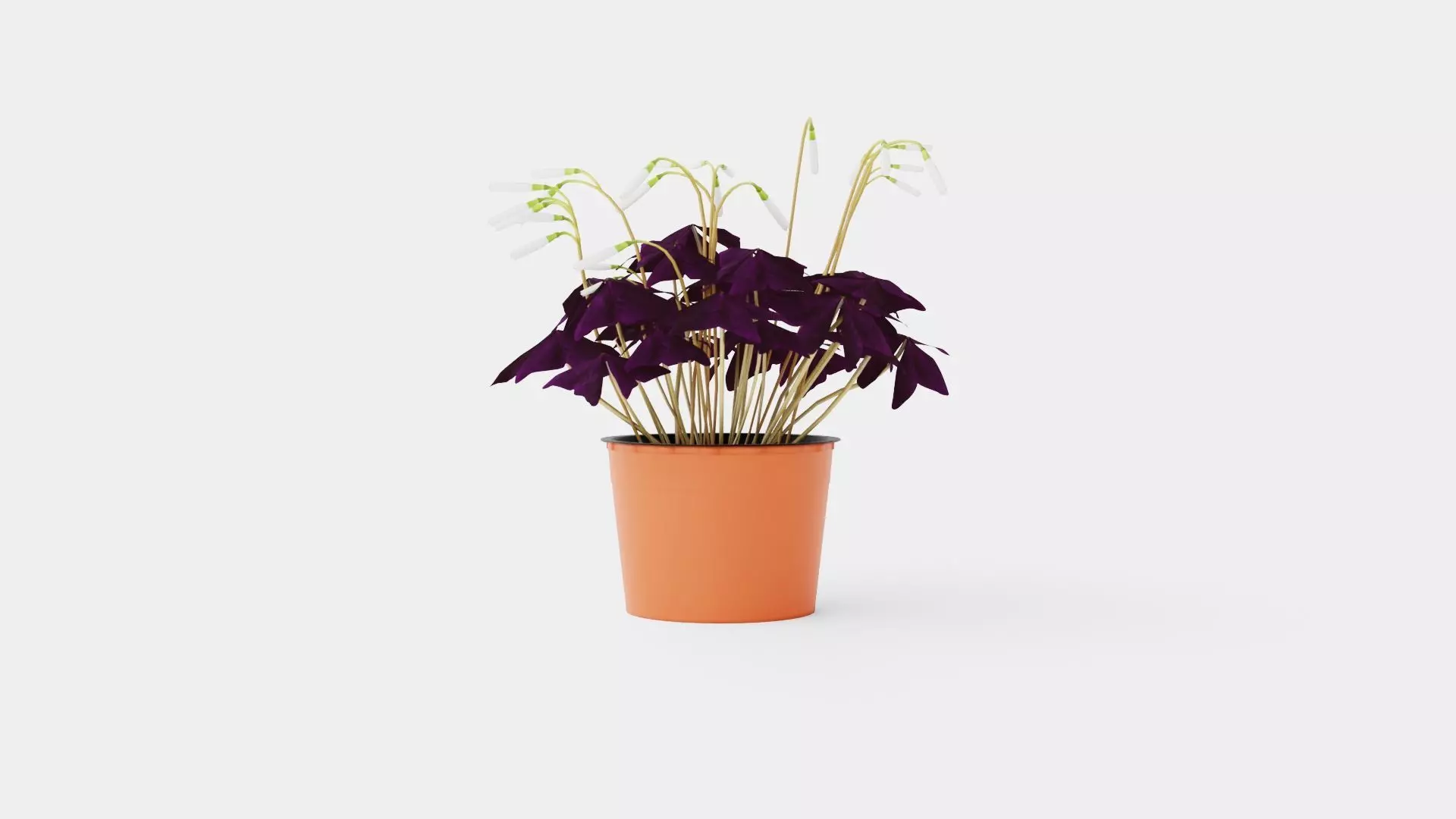 Oxalis triangularis Low-poly 3D model_0