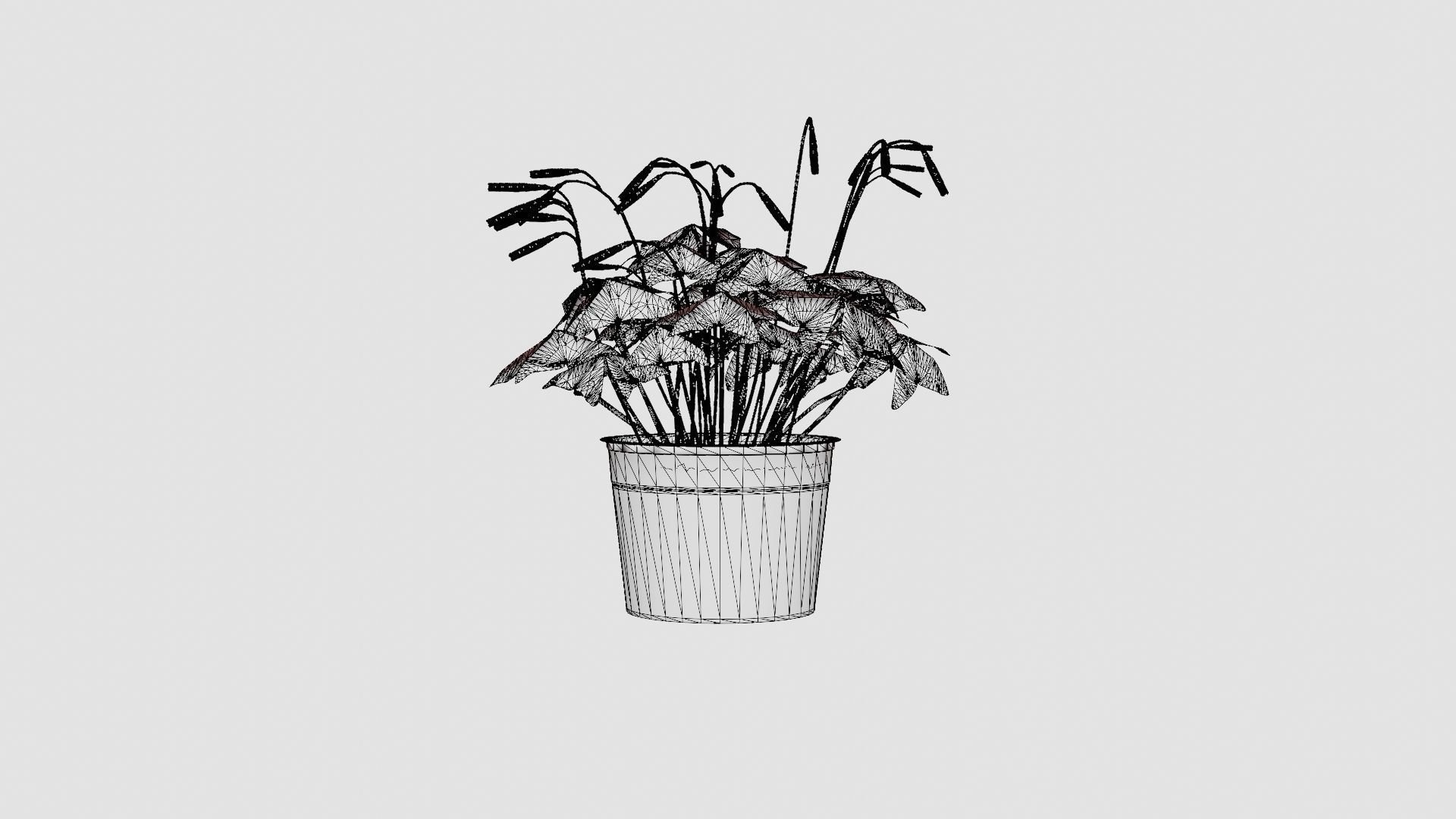 Oxalis triangularis Low-poly 3D model_6