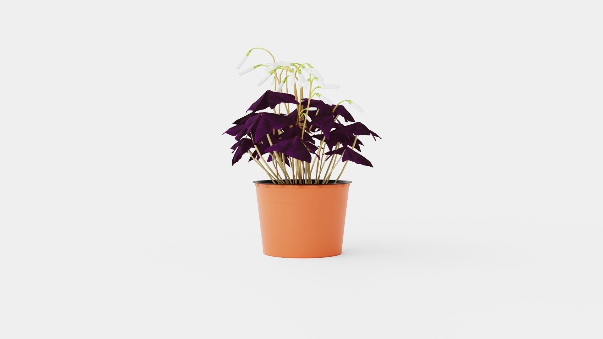 Oxalis triangularis Low-poly 3D model_2