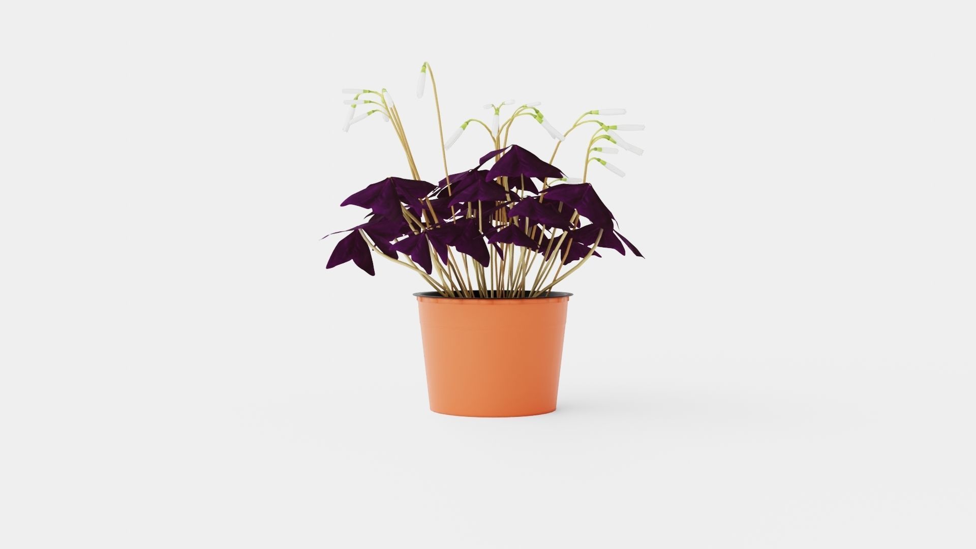 Oxalis triangularis Low-poly 3D model_4