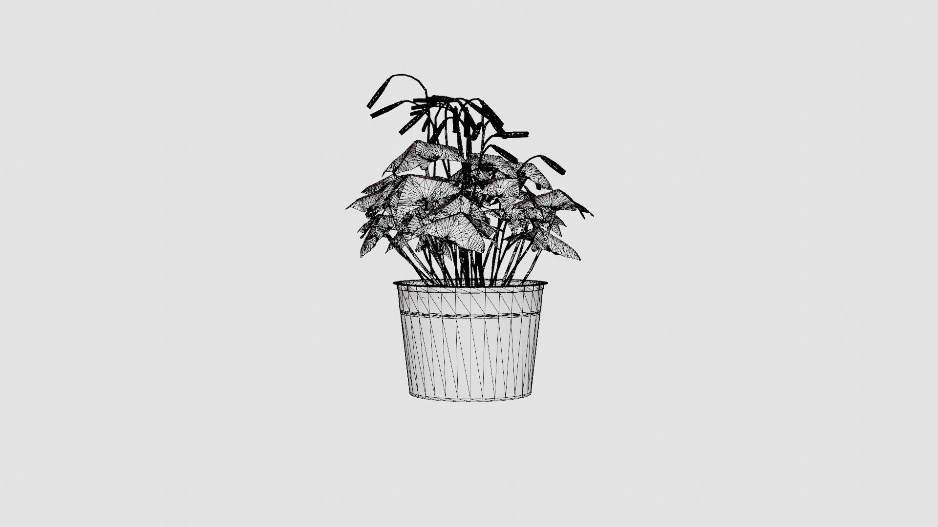 Oxalis triangularis Low-poly 3D model_8