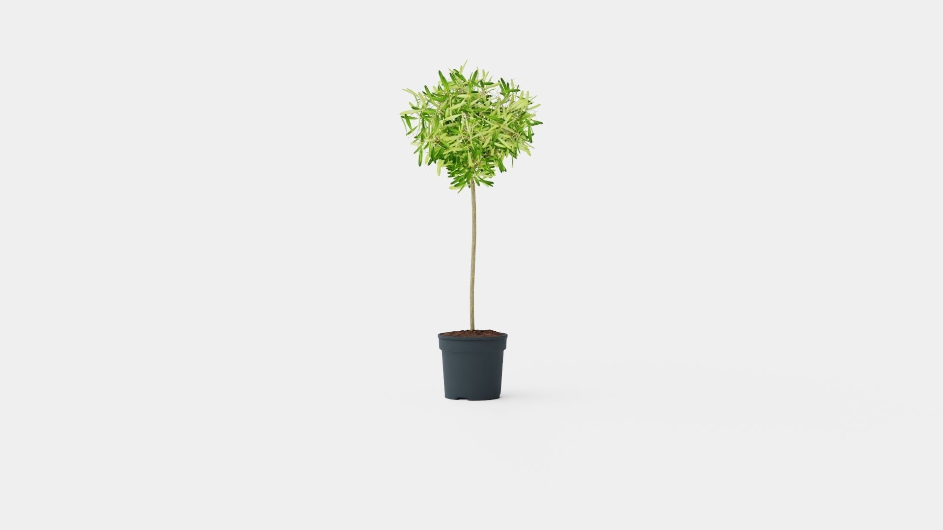 Olea europaea stem Low-poly 3D model_2