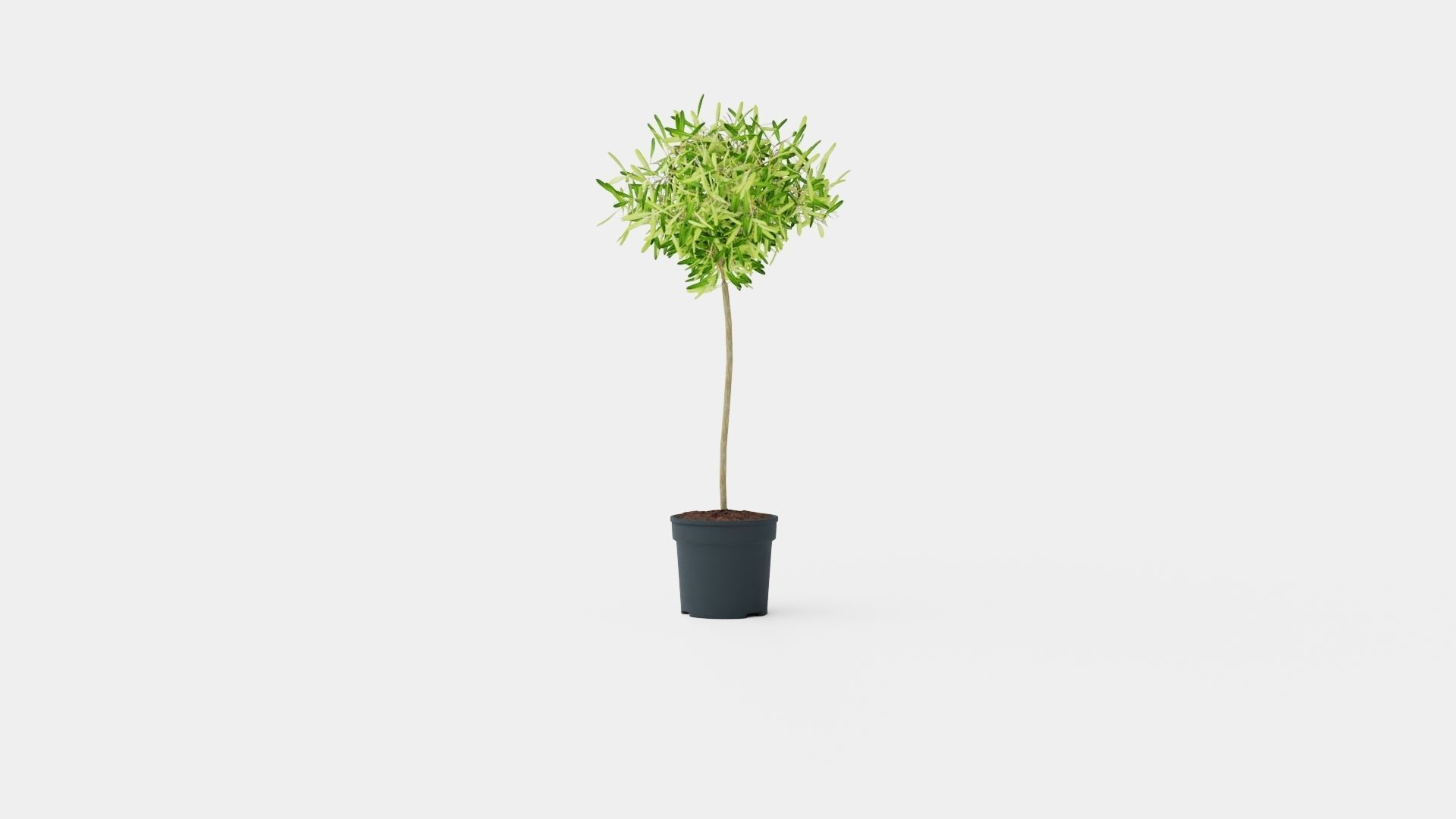 Olea europaea stem Low-poly 3D model_1