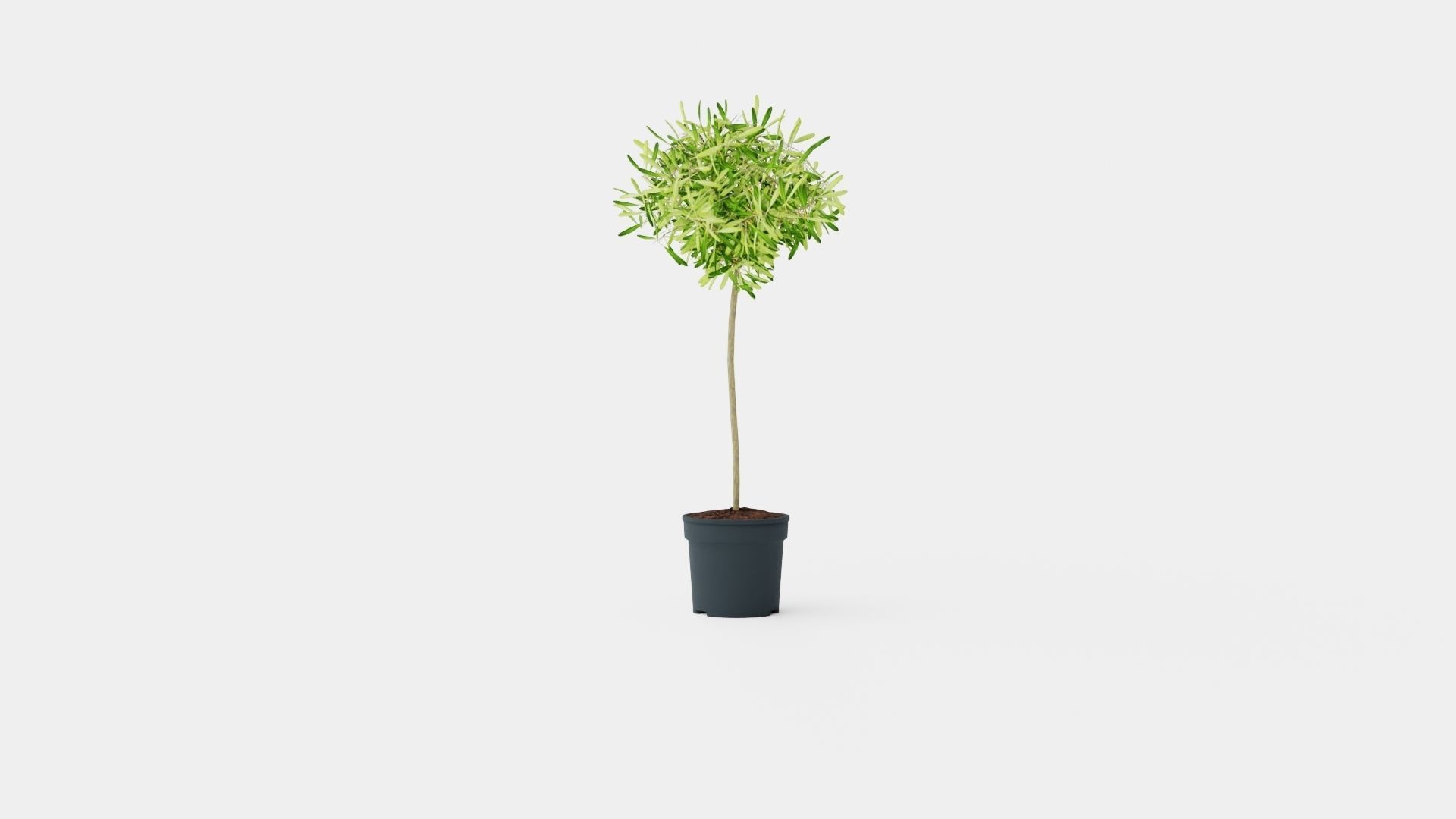 Olea europaea stem Low-poly 3D model_4
