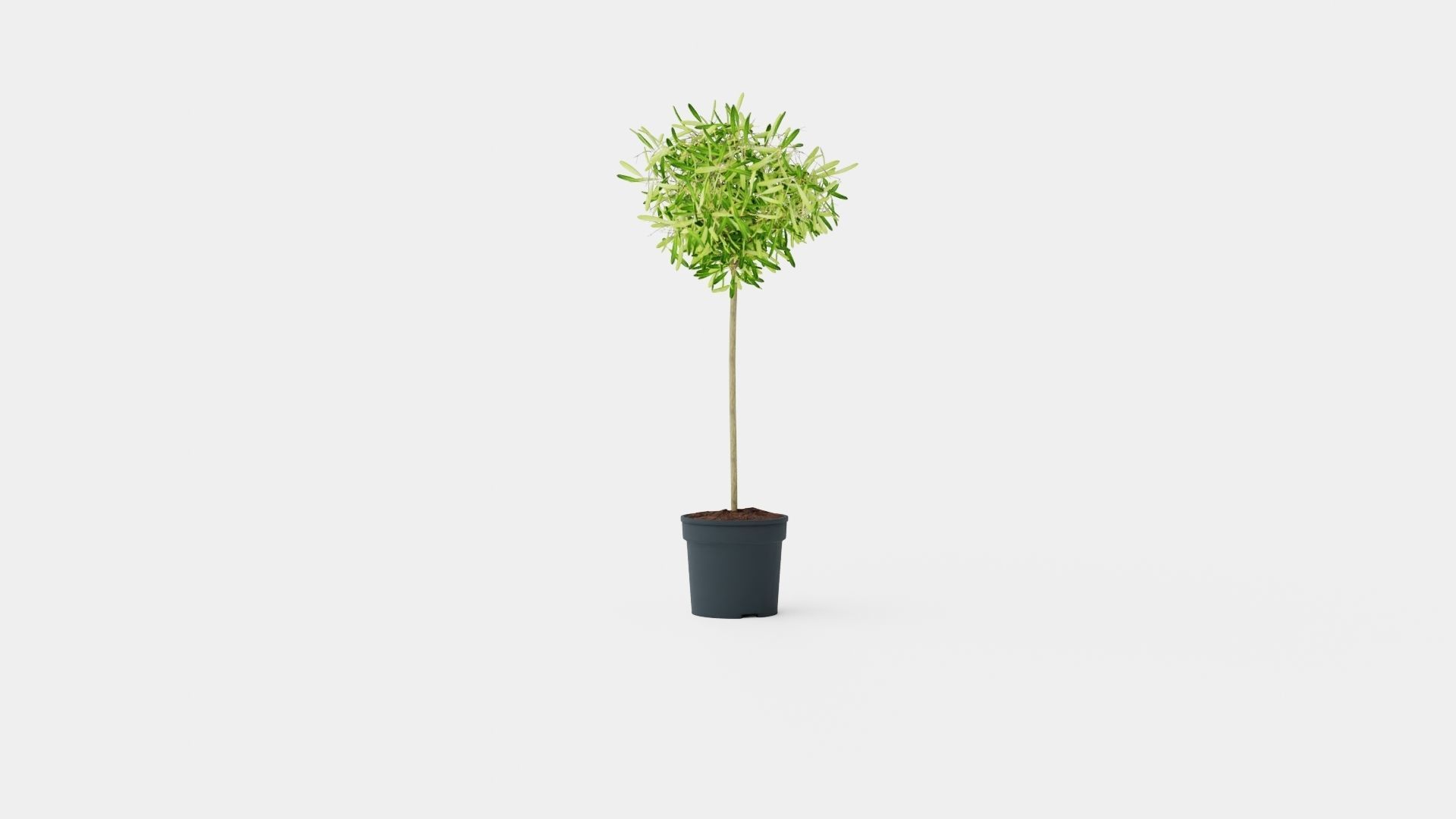 Olea europaea stem Low-poly 3D model_3