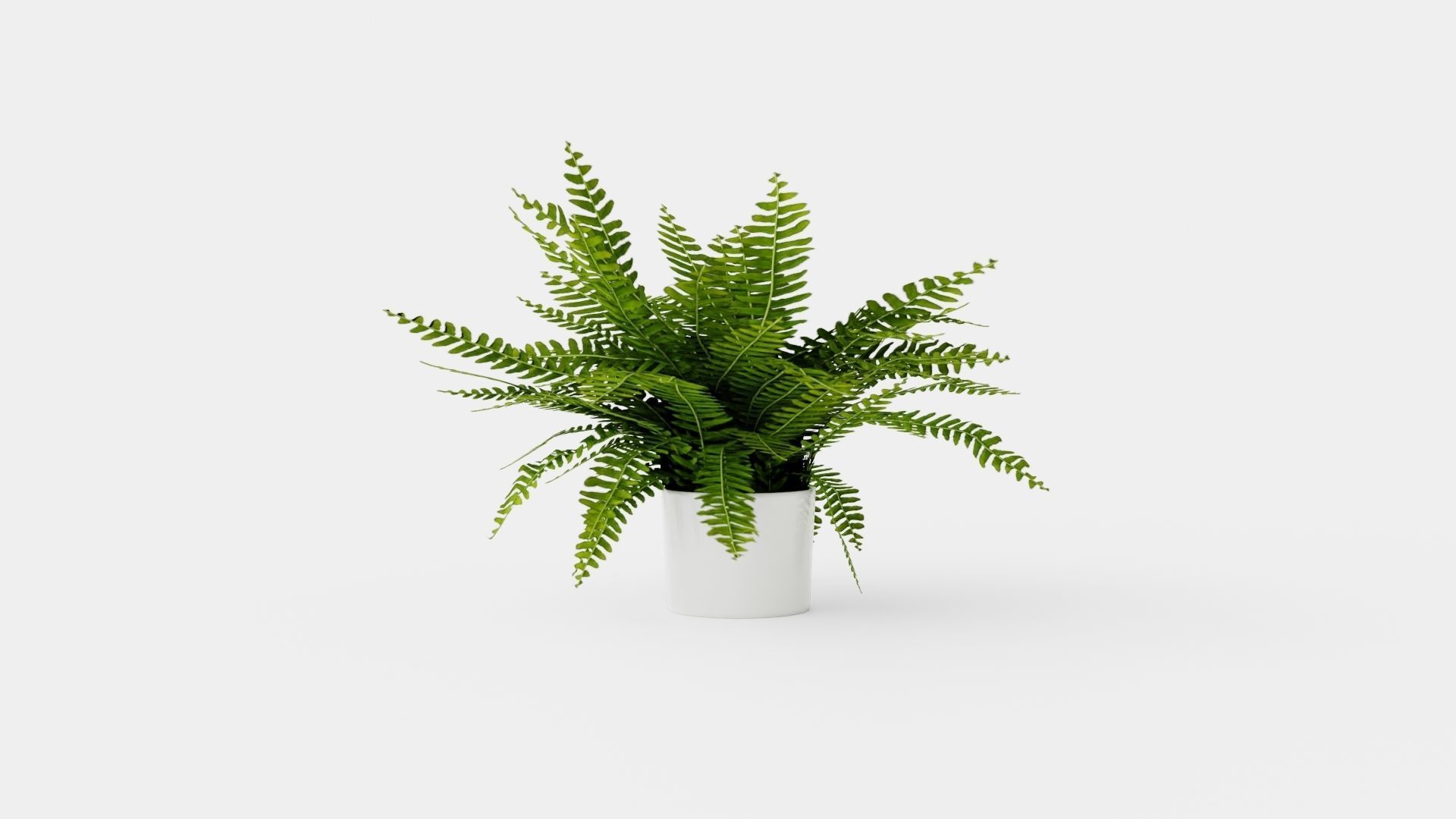 Nephrolepis ex Green Lady Low-poly 3D model_1