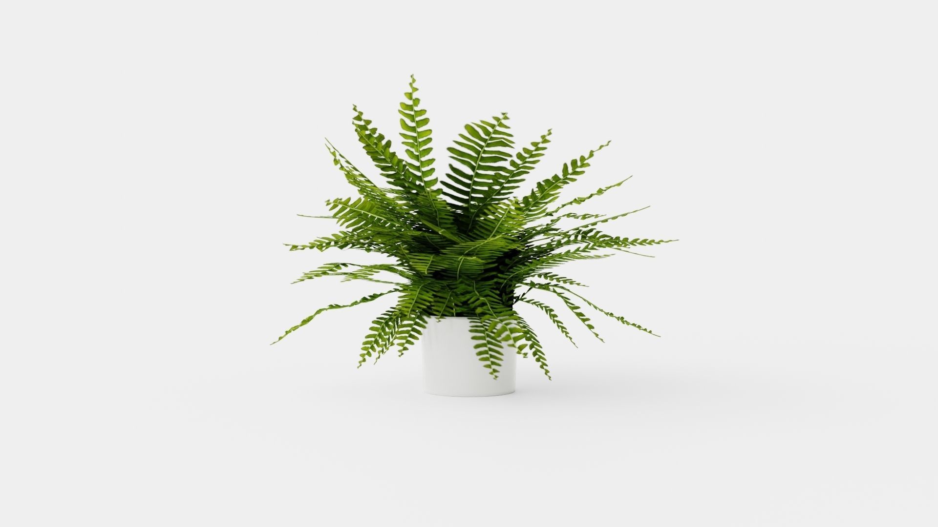 Nephrolepis ex Green Lady Low-poly 3D model_3