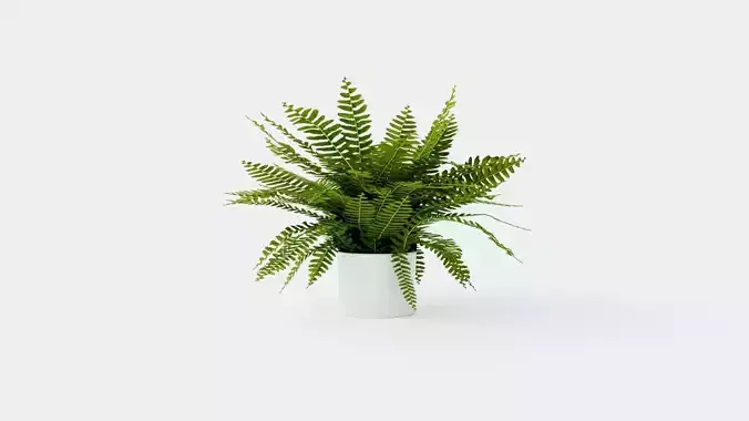 Nephrolepis ex Green Lady Low-poly 3D model