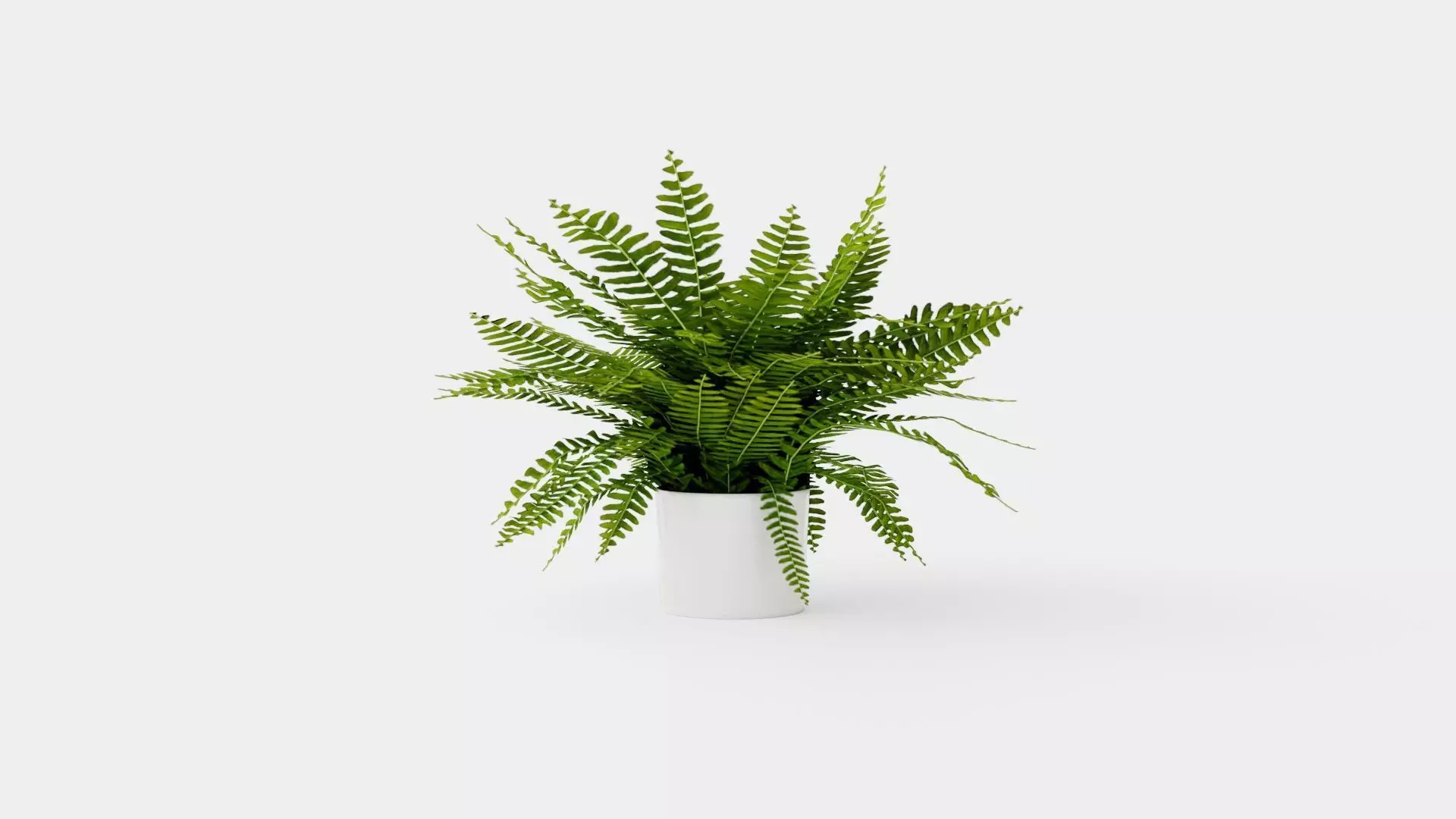 Nephrolepis ex Green Lady Low-poly 3D model_0