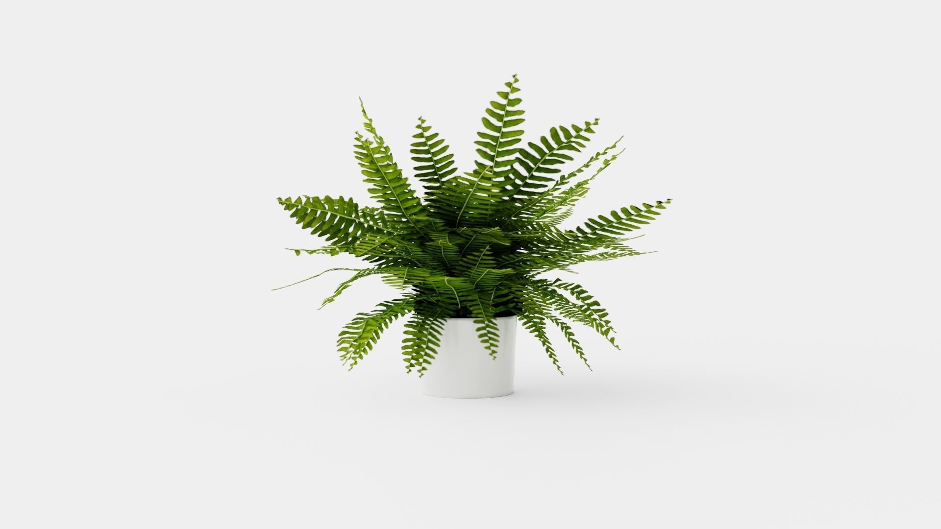 Nephrolepis ex Green Lady Low-poly 3D model_4