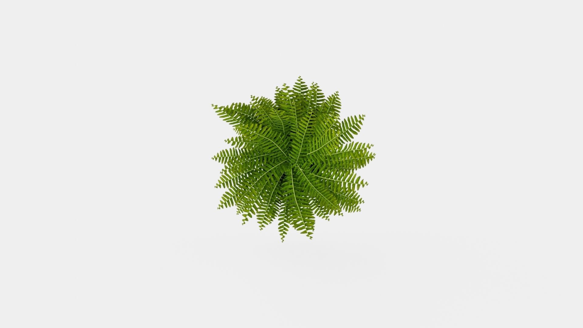 Nephrolepis ex Green Lady Low-poly 3D model_5