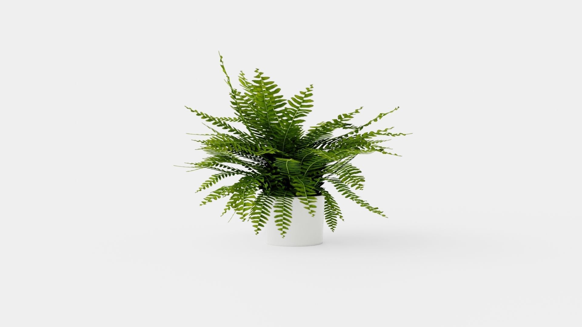 Nephrolepis ex Green Lady Low-poly 3D model_2