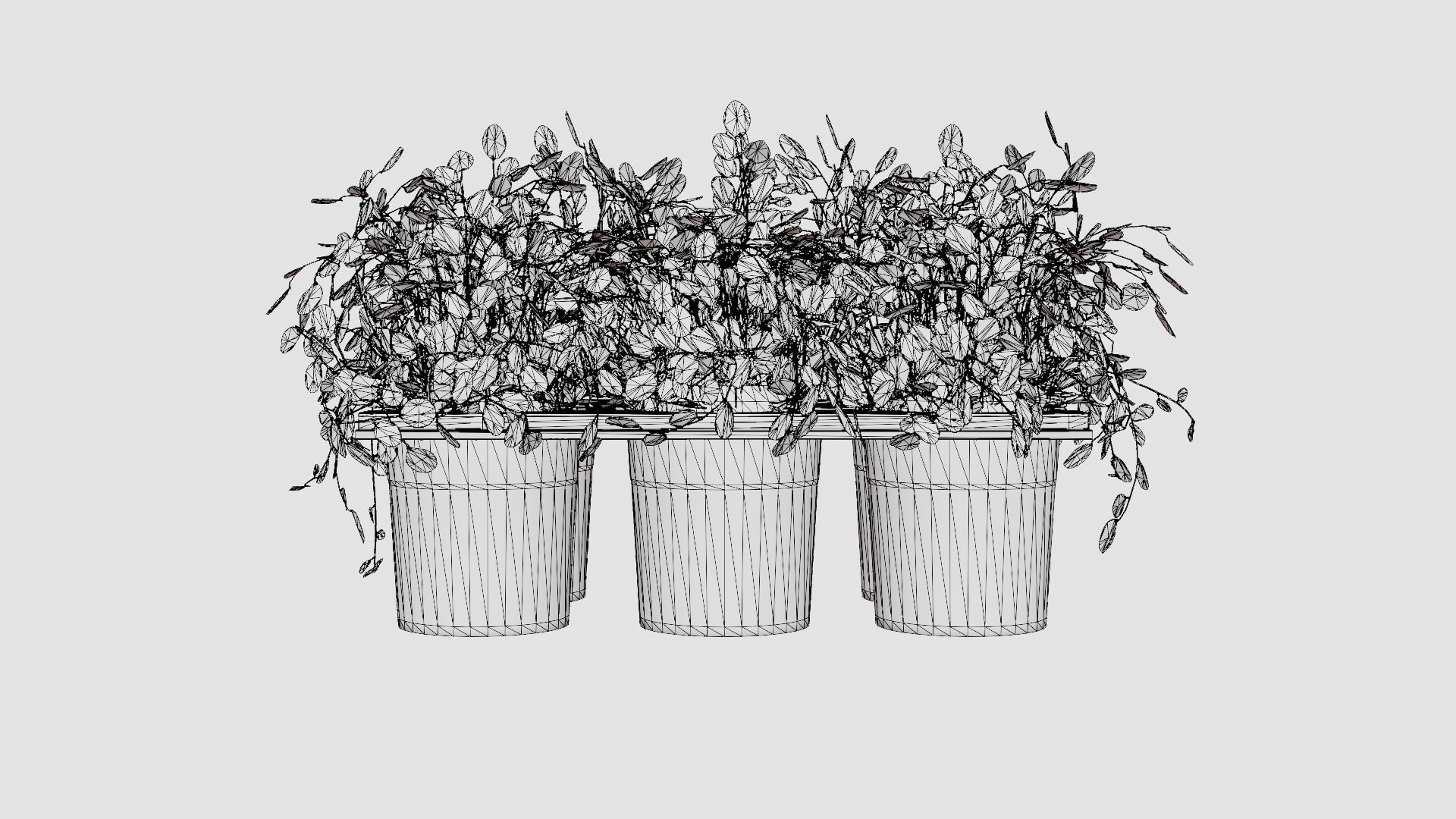 Muehlenbeckia complexa Low-poly 3D model_6