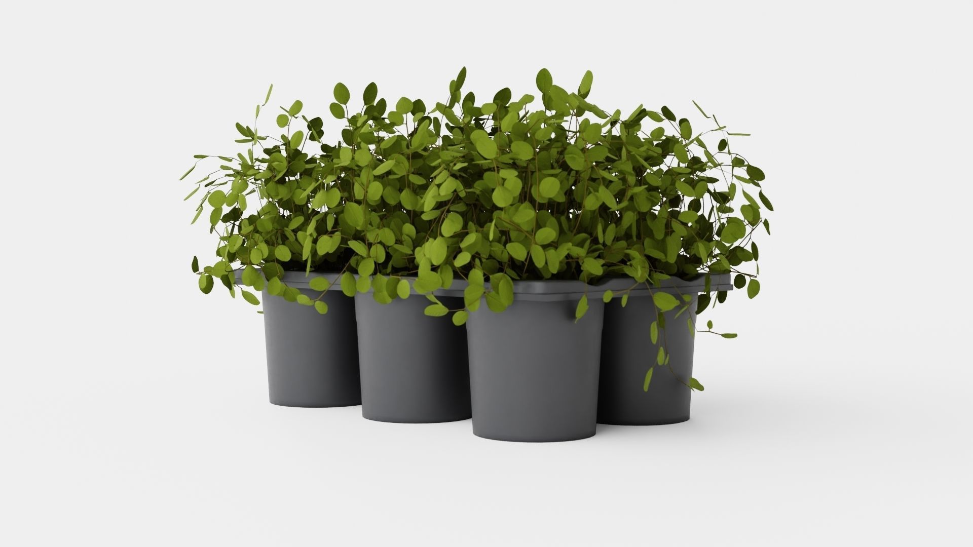 Muehlenbeckia complexa Low-poly 3D model_3