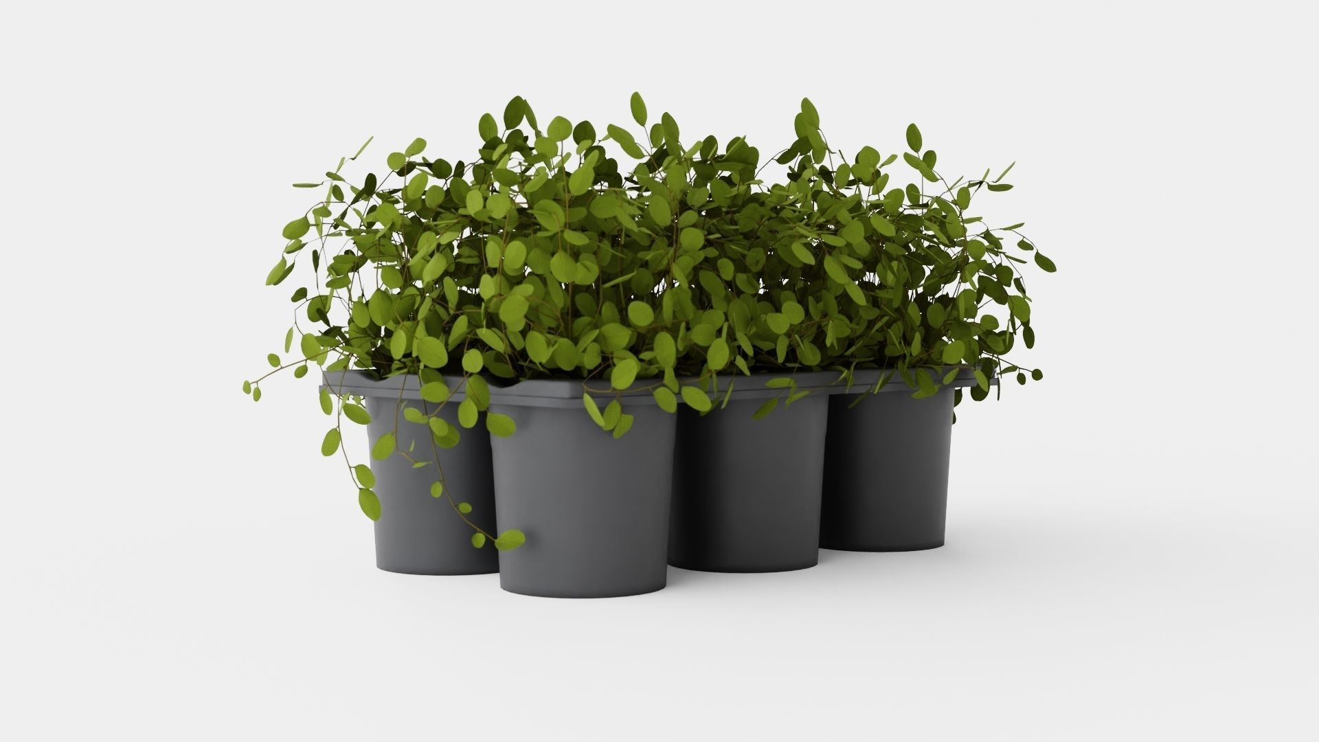 Muehlenbeckia complexa Low-poly 3D model_1