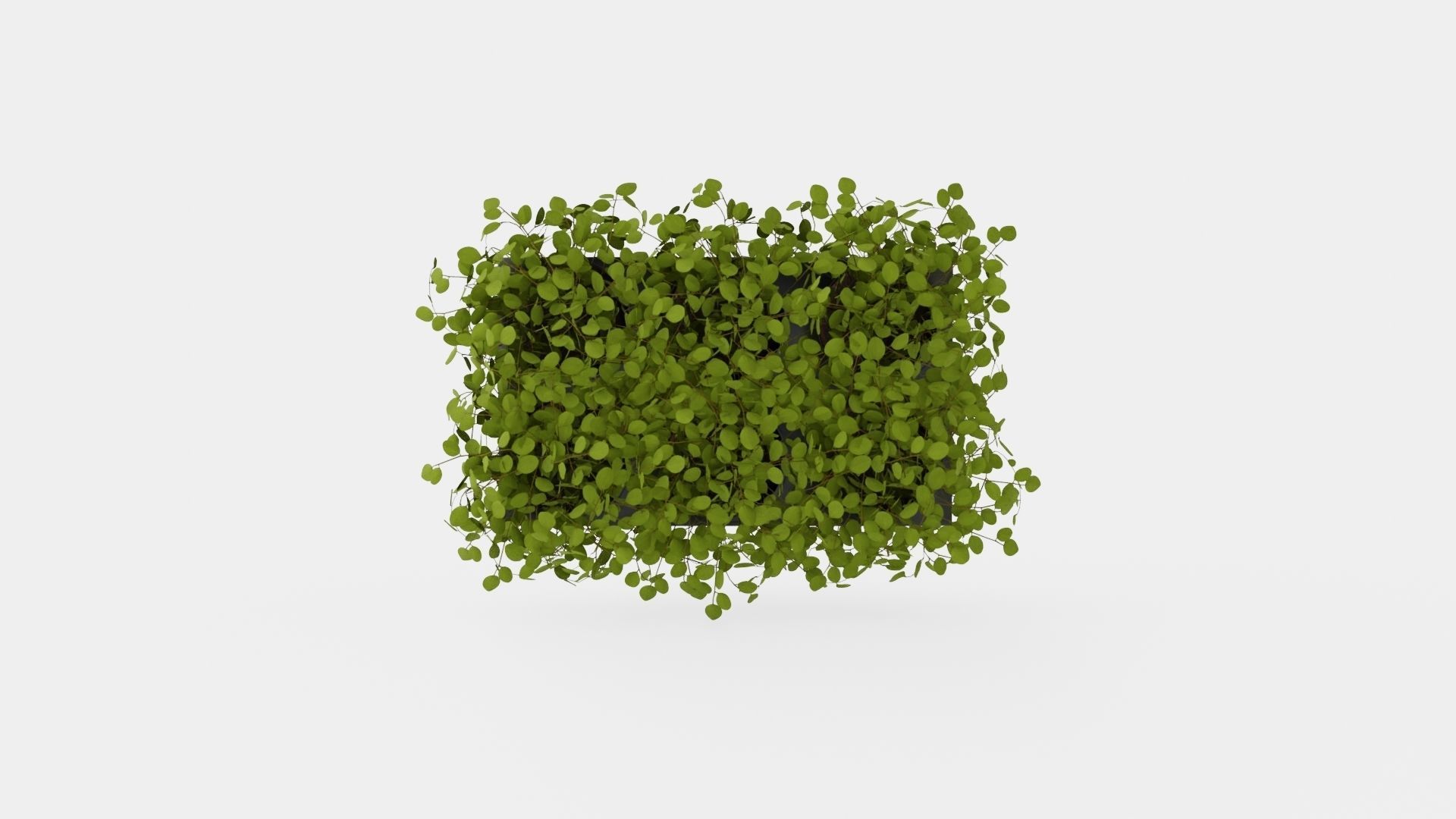 Muehlenbeckia complexa Low-poly 3D model_5