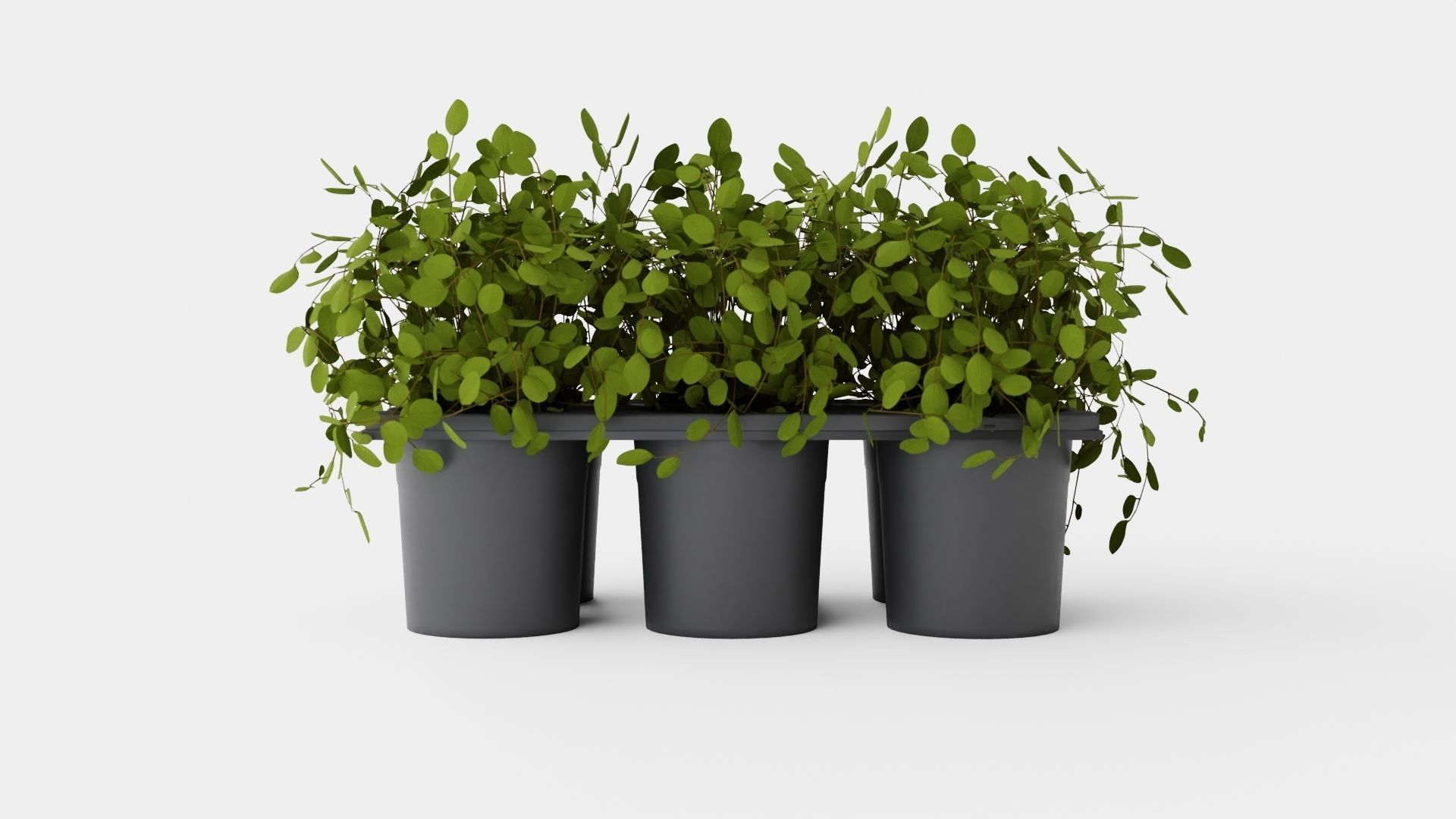 Muehlenbeckia complexa Low-poly 3D model_4