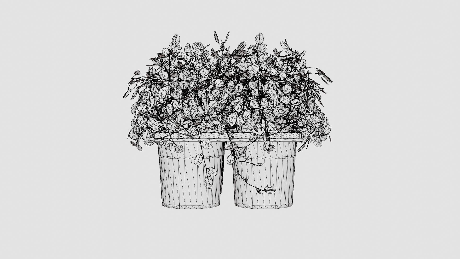 Muehlenbeckia complexa Low-poly 3D model_8