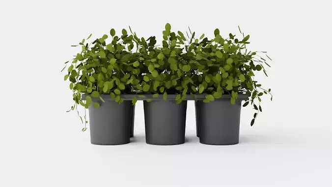 Muehlenbeckia complexa Low-poly 3D model