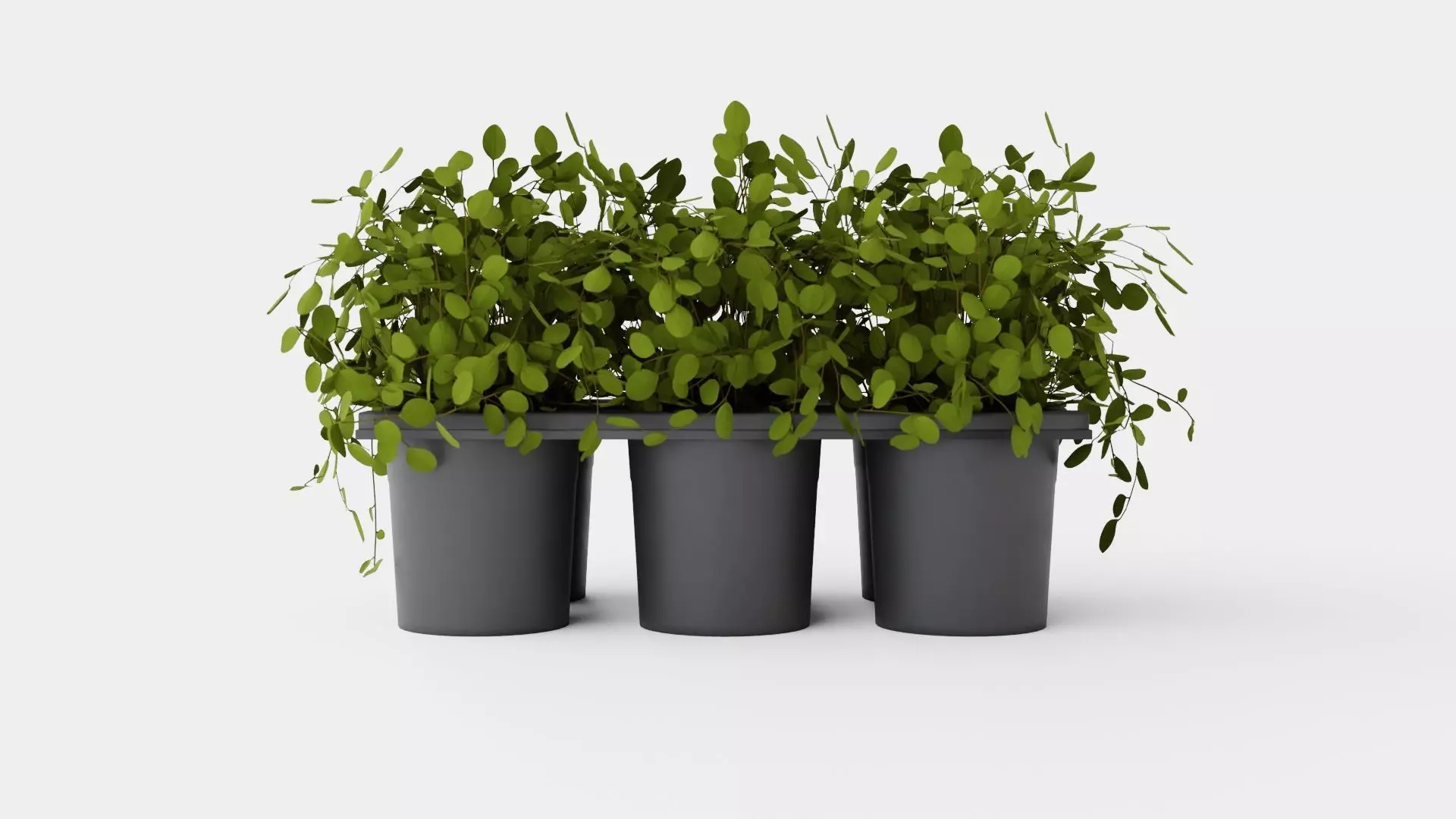 Muehlenbeckia complexa Low-poly 3D model_0