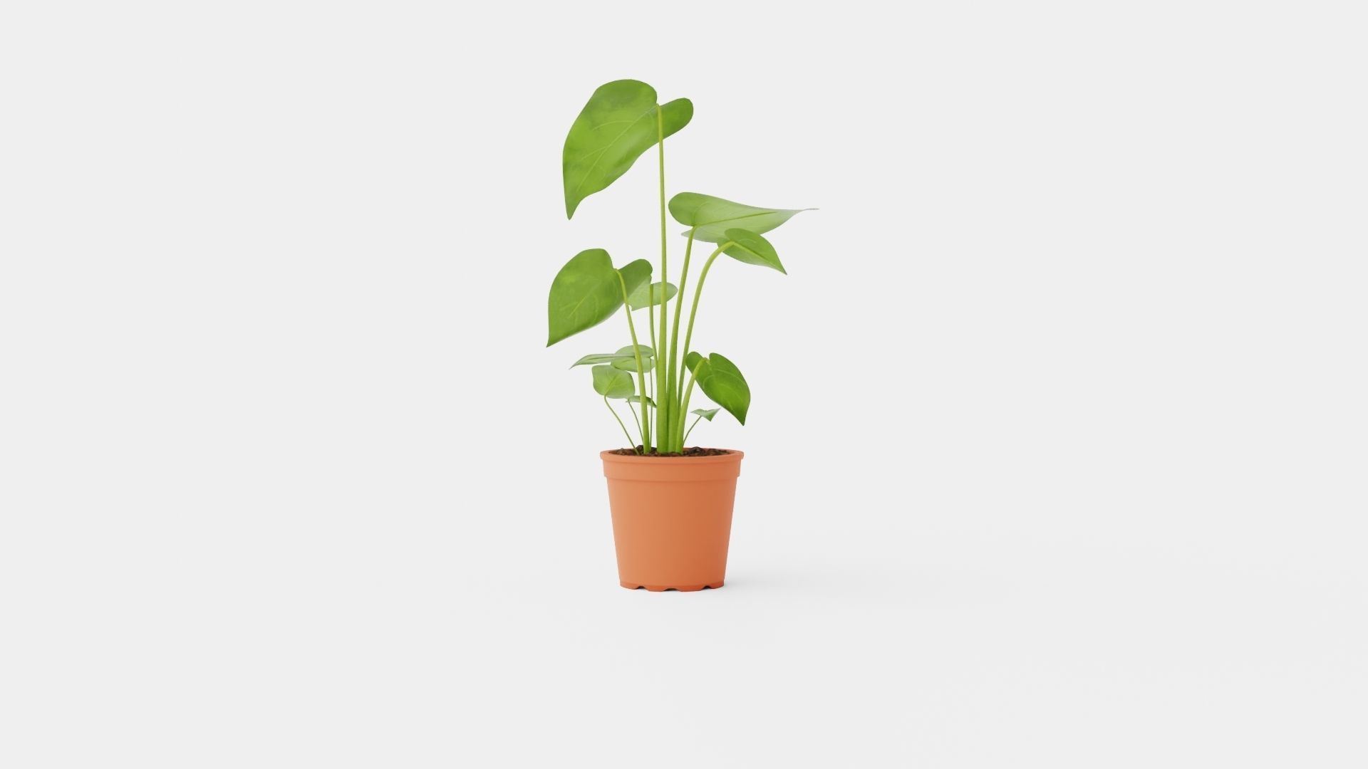Monstera deliciosa Low-poly 3D model_4