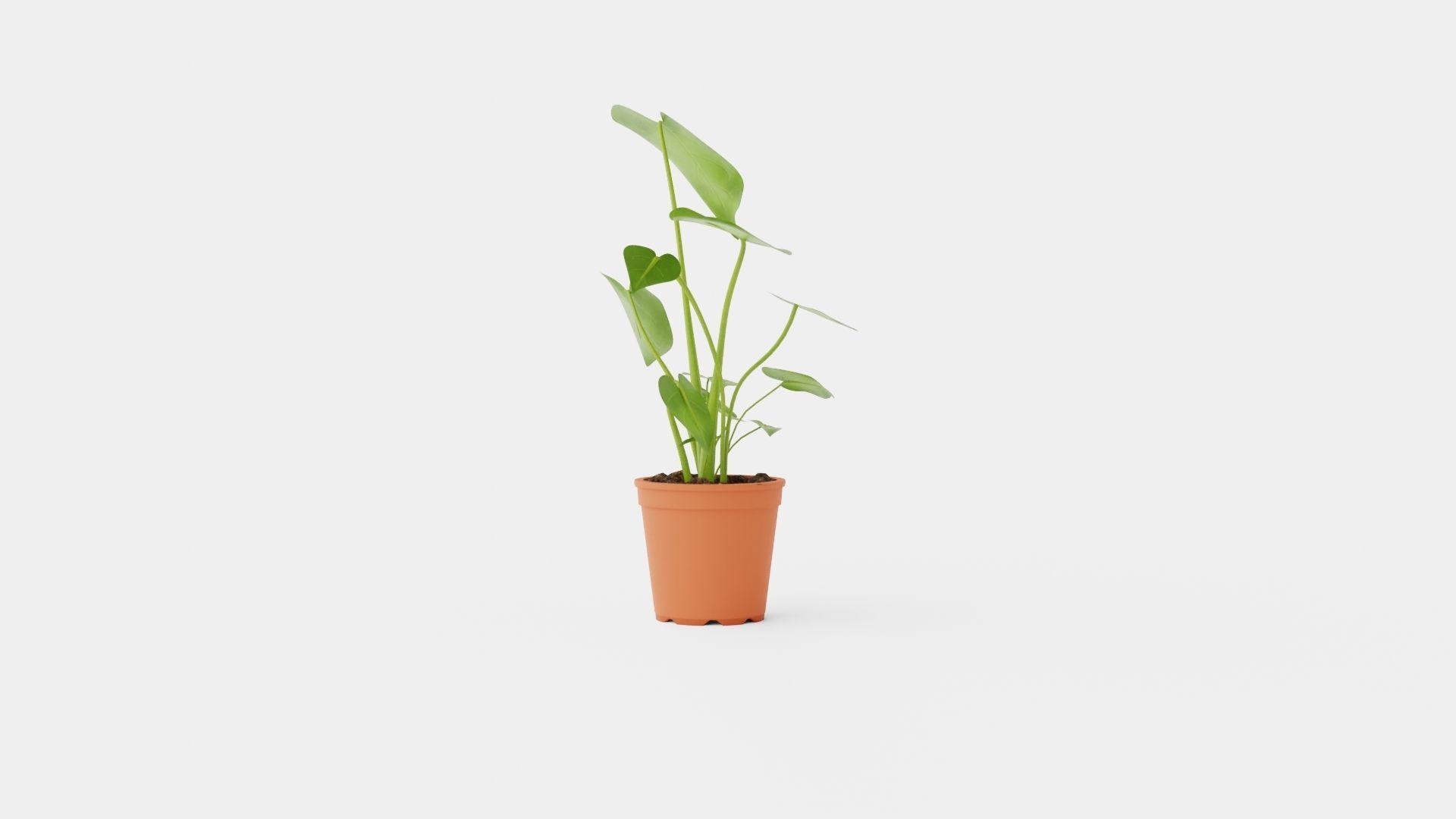 Monstera deliciosa Low-poly 3D model_2