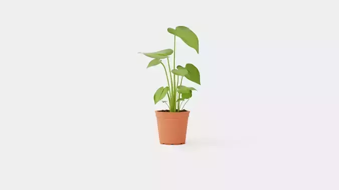 Monstera deliciosa Low-poly 3D model