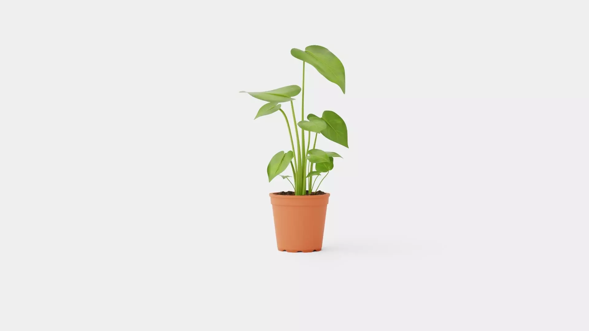 Monstera deliciosa Low-poly 3D model_0