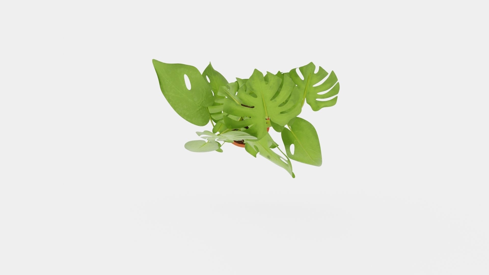 Monstera del touffe Low-poly 3D model_5