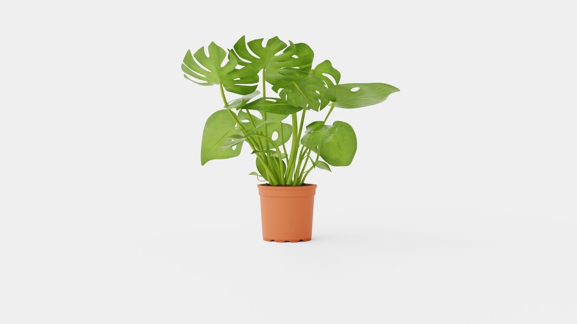 Monstera del touffe Low-poly 3D model_4