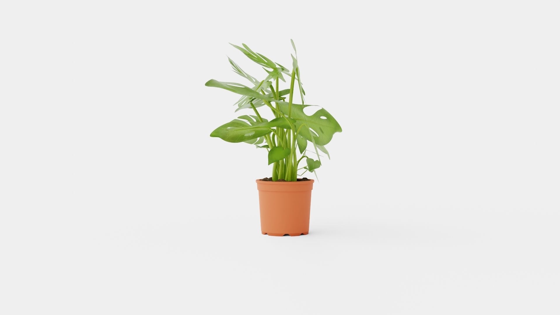 Monstera del touffe Low-poly 3D model_2