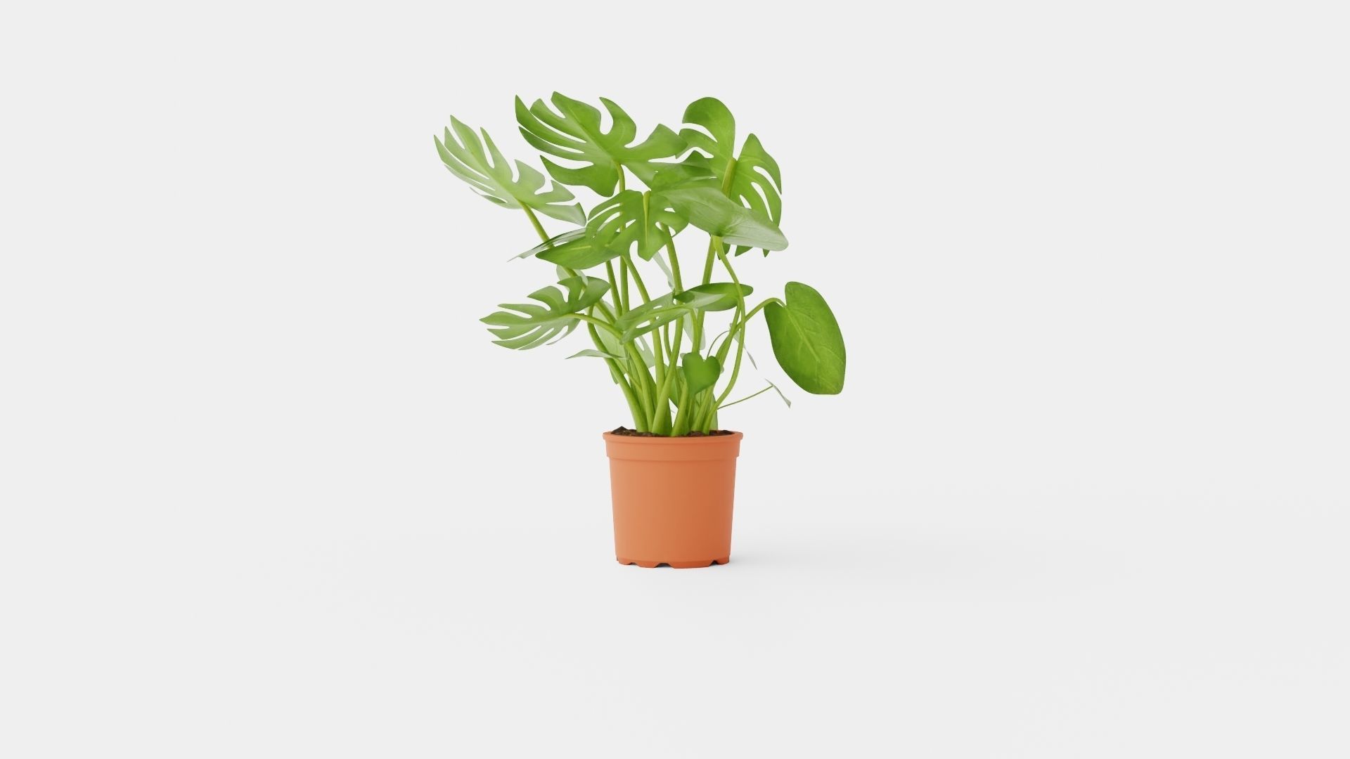 Monstera del touffe Low-poly 3D model_3