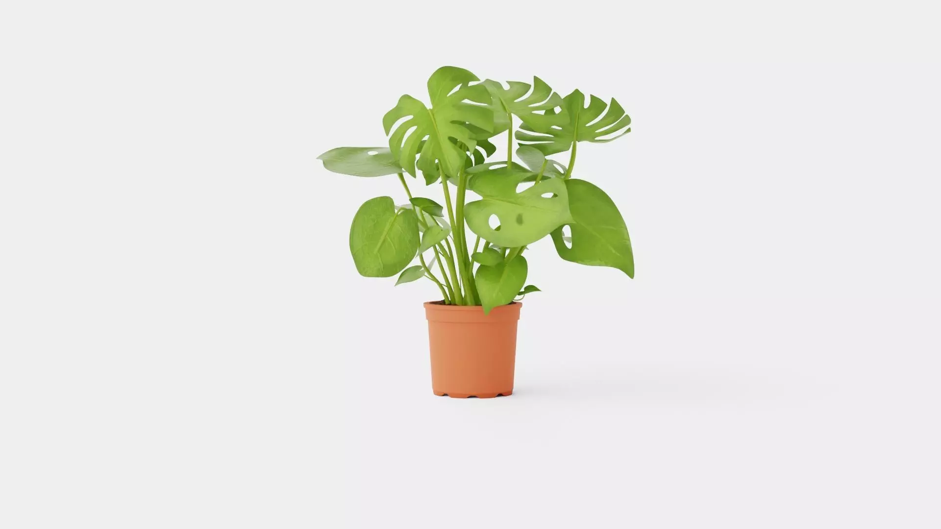 Monstera del touffe Low-poly 3D model_0