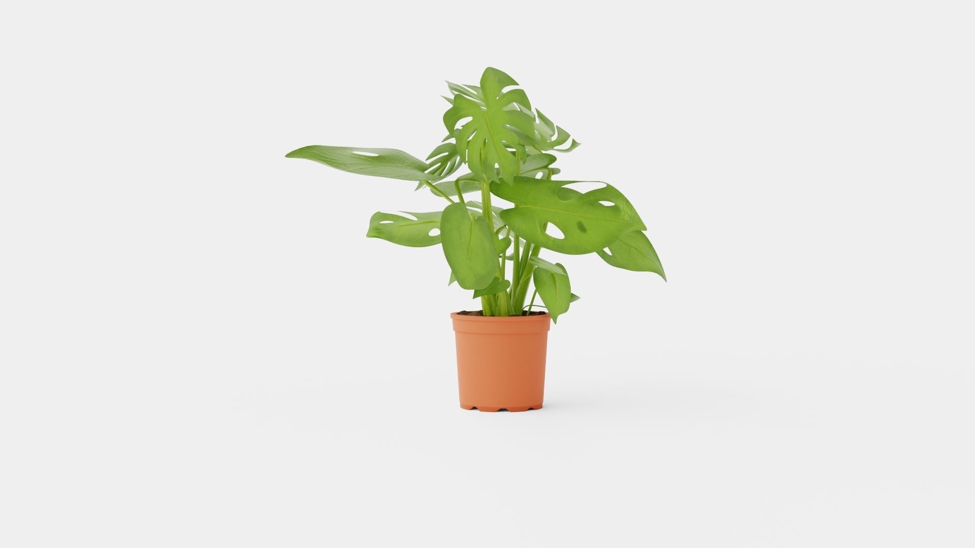Monstera del touffe Low-poly 3D model_1